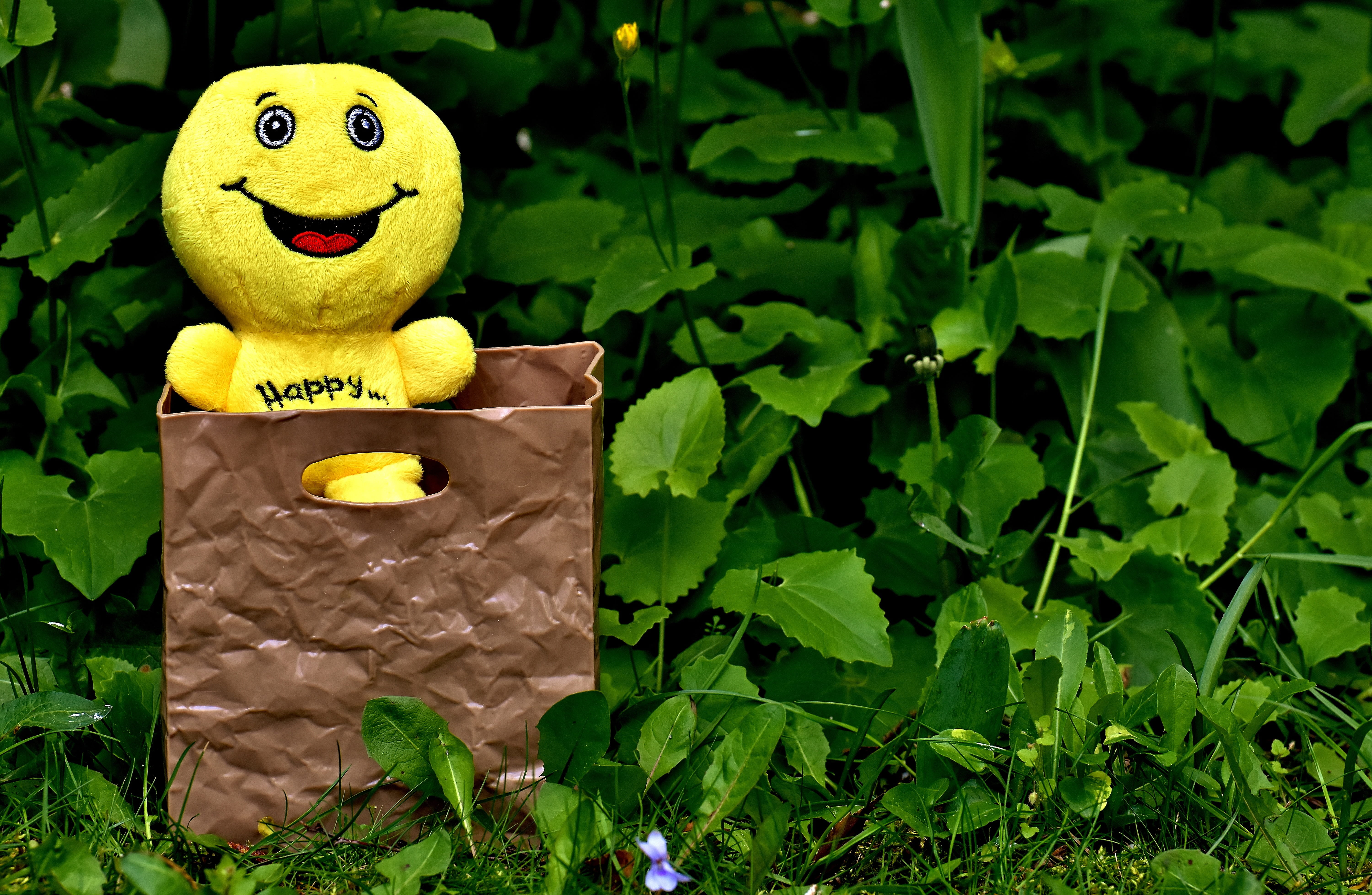 anthropomorphic smiley face, green color, day, bargain, creativity, 5K, business, nature, joy, grass, plant part, funny, brown, panda - animal, basket, HD Wallpaper