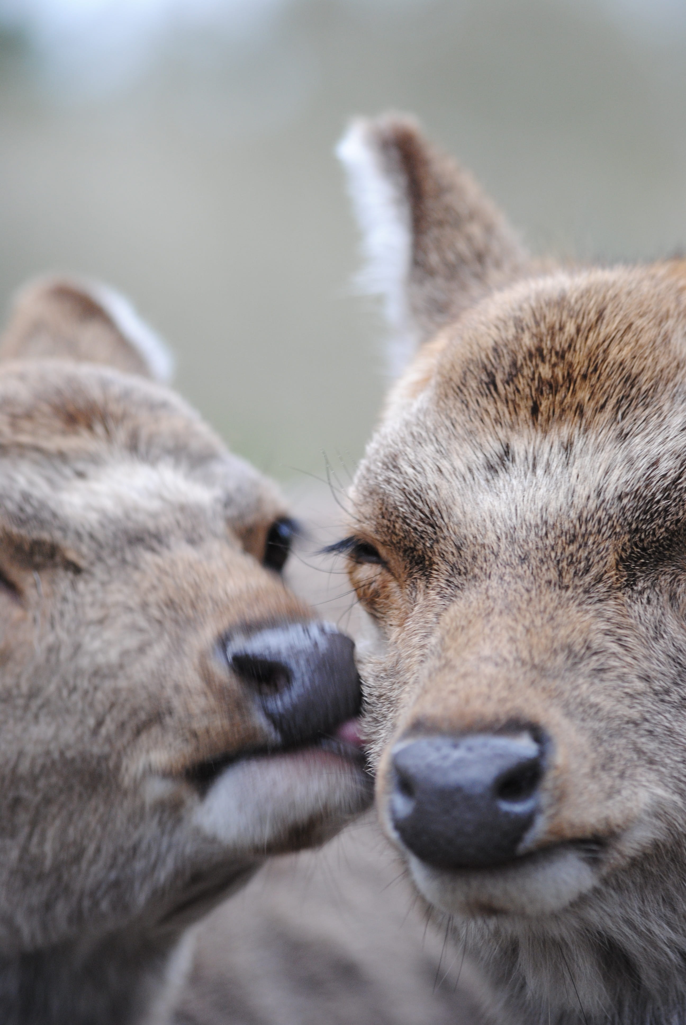 day, Deer, no people, animal nose, animal head, portrait, pets, close-up, 4K, animal, domestic, snout, focus on foreground, one animal, vertebrate, animal themes, Phone HD Wallpaper