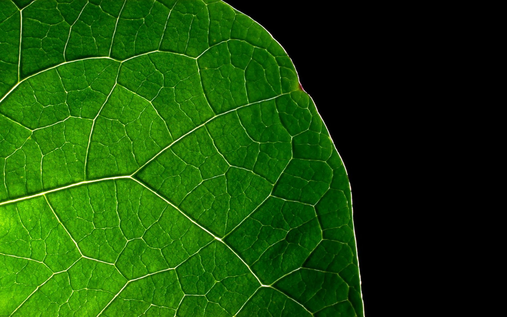 Plant, freshness, growth, Leaf, green color, 720P, leaf vein, pattern, green, Cellulose, Photography, vegetable, studio shot, healthy eating, no people, HD Wallpaper