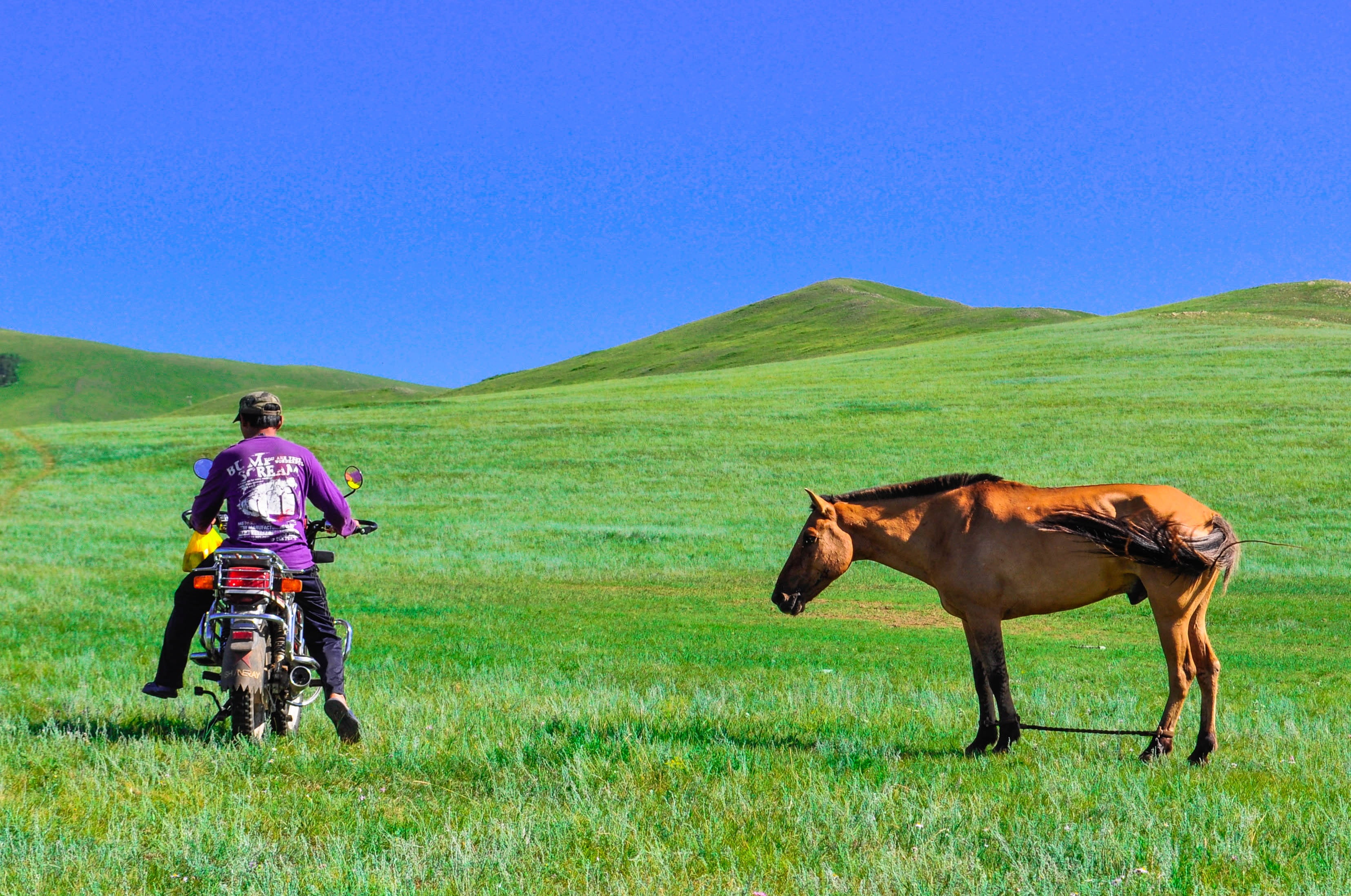 riding, season, travel, landscape, adult, ride, dilemma, nature, outdoors, one animal, blue, full length, countryside, livestock, clear sky, day, domestic animals, HD Wallpaper