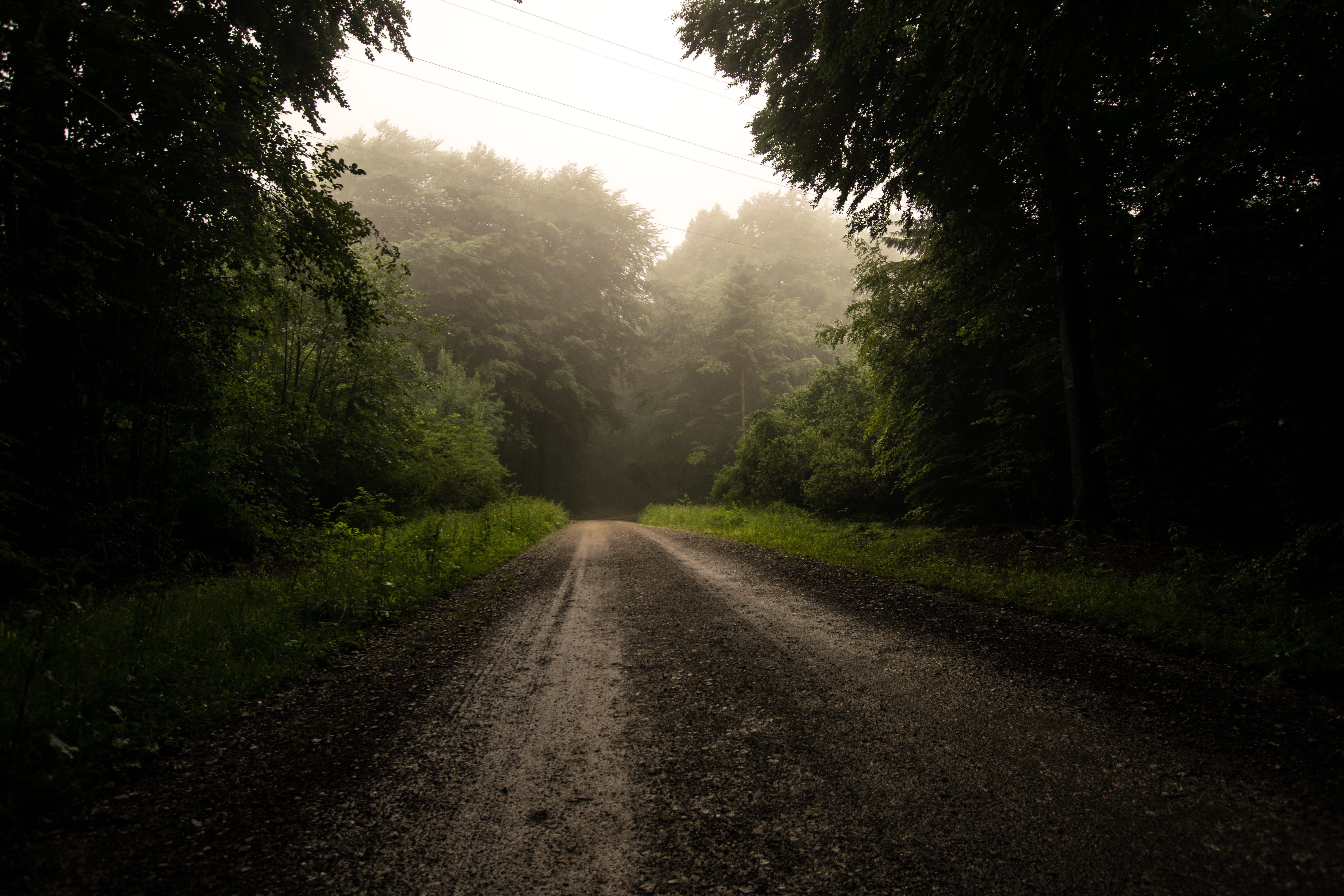 sky, forest, plant, day, morning, 5K, fog, the way forward, foggy, land, mist, dirt road, diminishing perspective, gravel, tranquil scene, outdoors, no people, HD Wallpaper