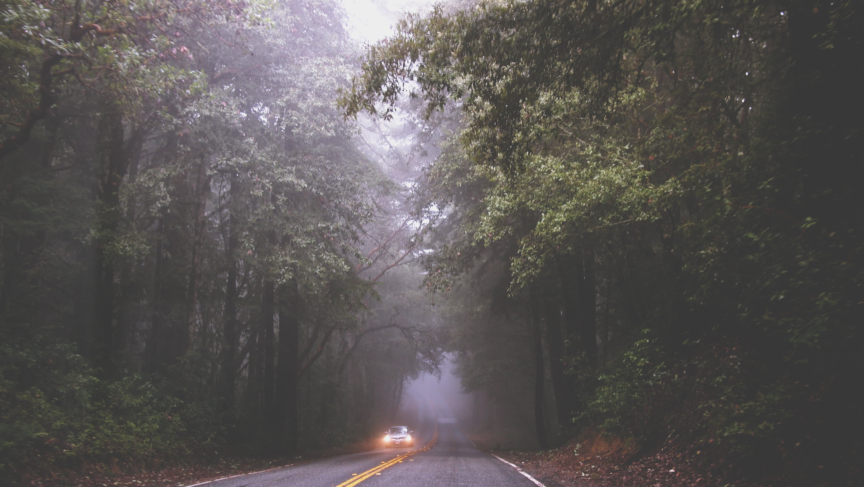 driving, white, road, the way forward, nature, scenics - nature, mist, daytime, scenics, tranquility, plant, black, headlight, headlights, direction, beauty in nature, HD Wallpaper