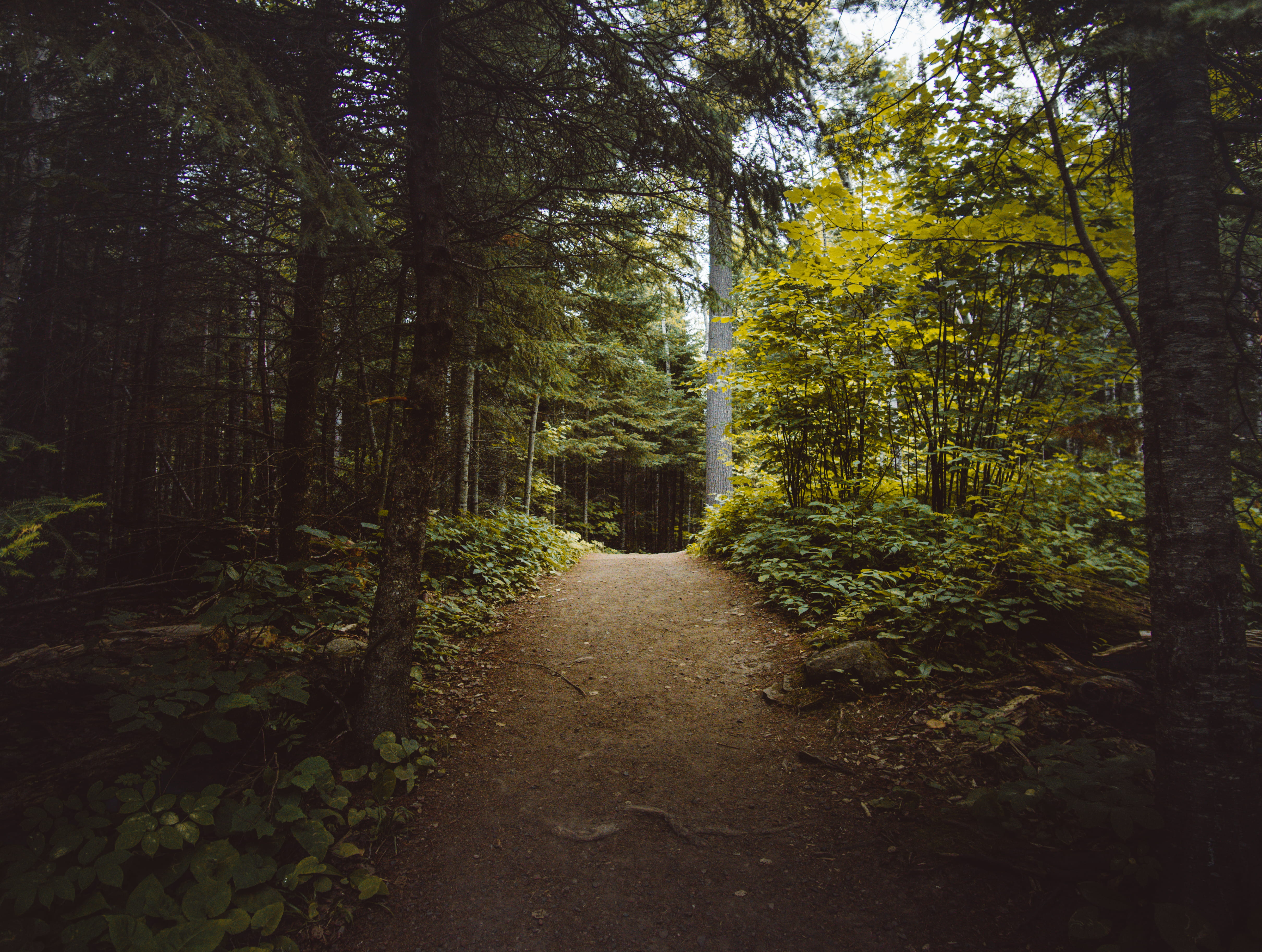 diminishing perspective, footpath, beauty in nature, journey, trail, landscape, road, trees, vegetation, outdoors, 4K, green color, daytime, flora, tranquility, HD Wallpaper