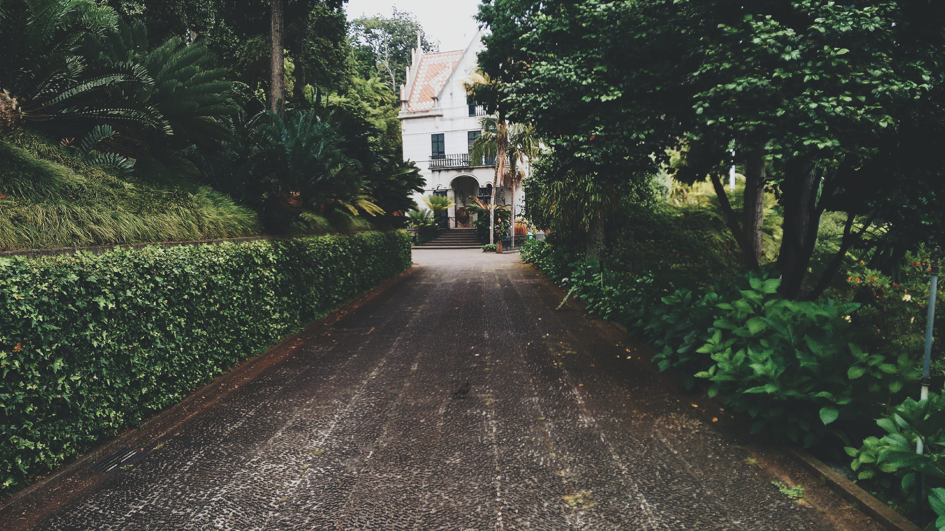 black, tree, growth, vanishing point, direction, outdoors, garden, no People, building, 2K, green, house, city, near, footpath, trees, architecture, green color, HD Wallpaper