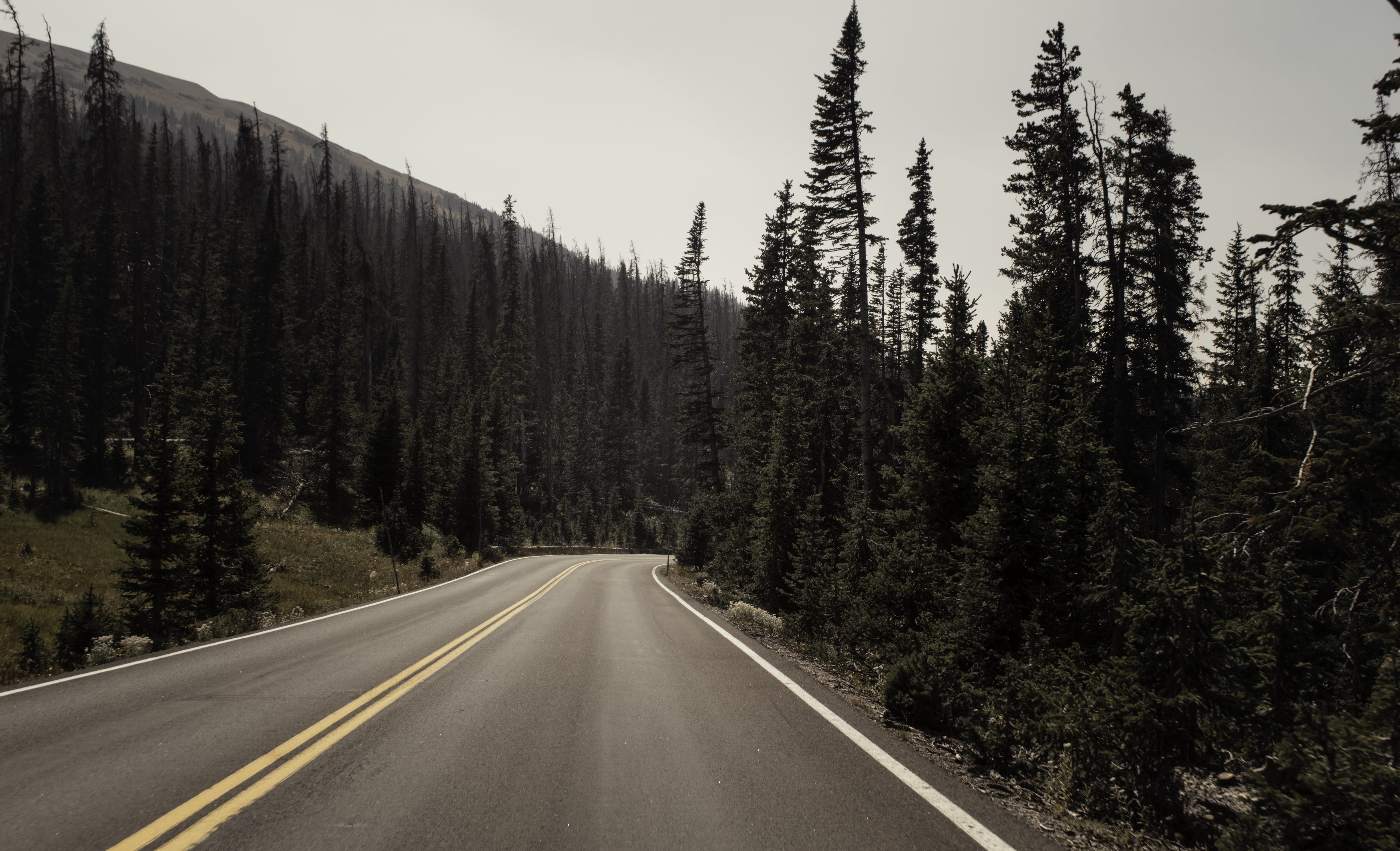 spruce, pine, trees, path, tranquil scene, transportation, empty, asphalt, larch, road, tarmac, gray, gravel, symbol, direction, diminishing perspective, HD Wallpaper