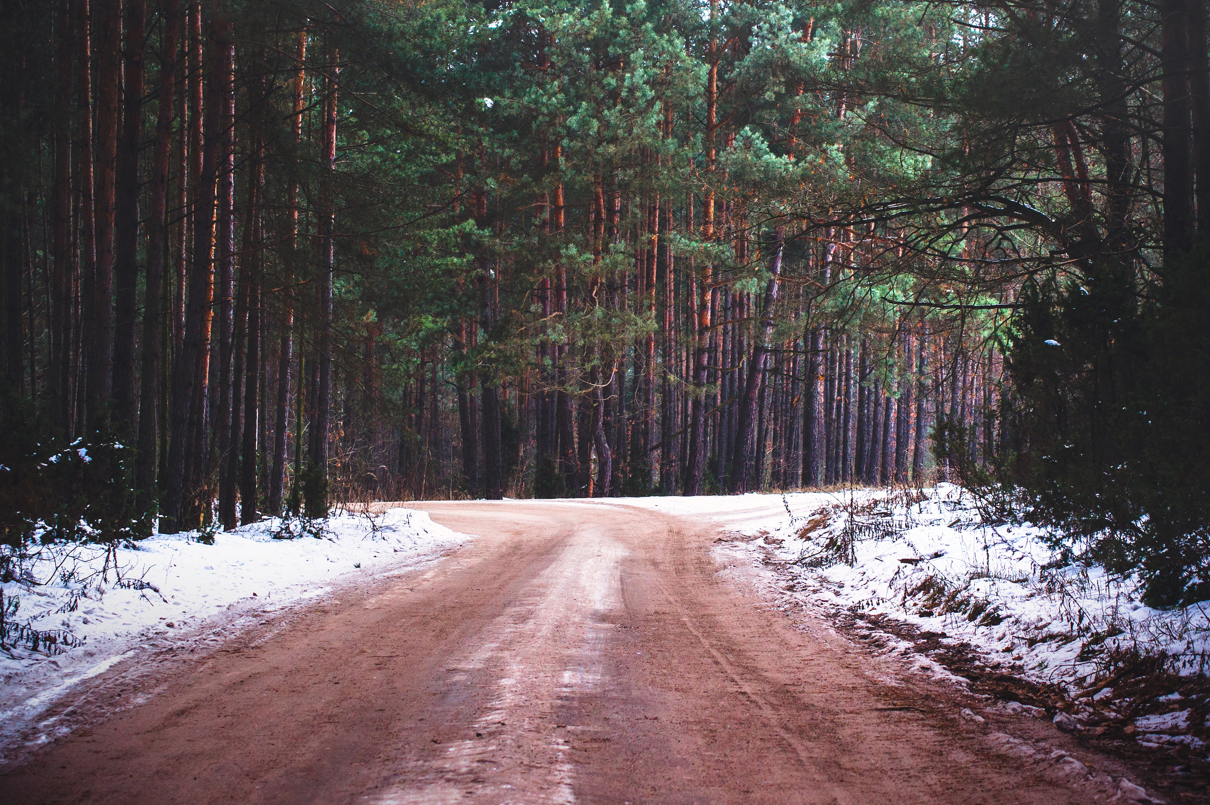 dirt, outdoors, the way forward, transportation, scenics - nature, non-urban scene, tranquility, trees, woodland, nature, growth, direction, vanishing point, HD Wallpaper