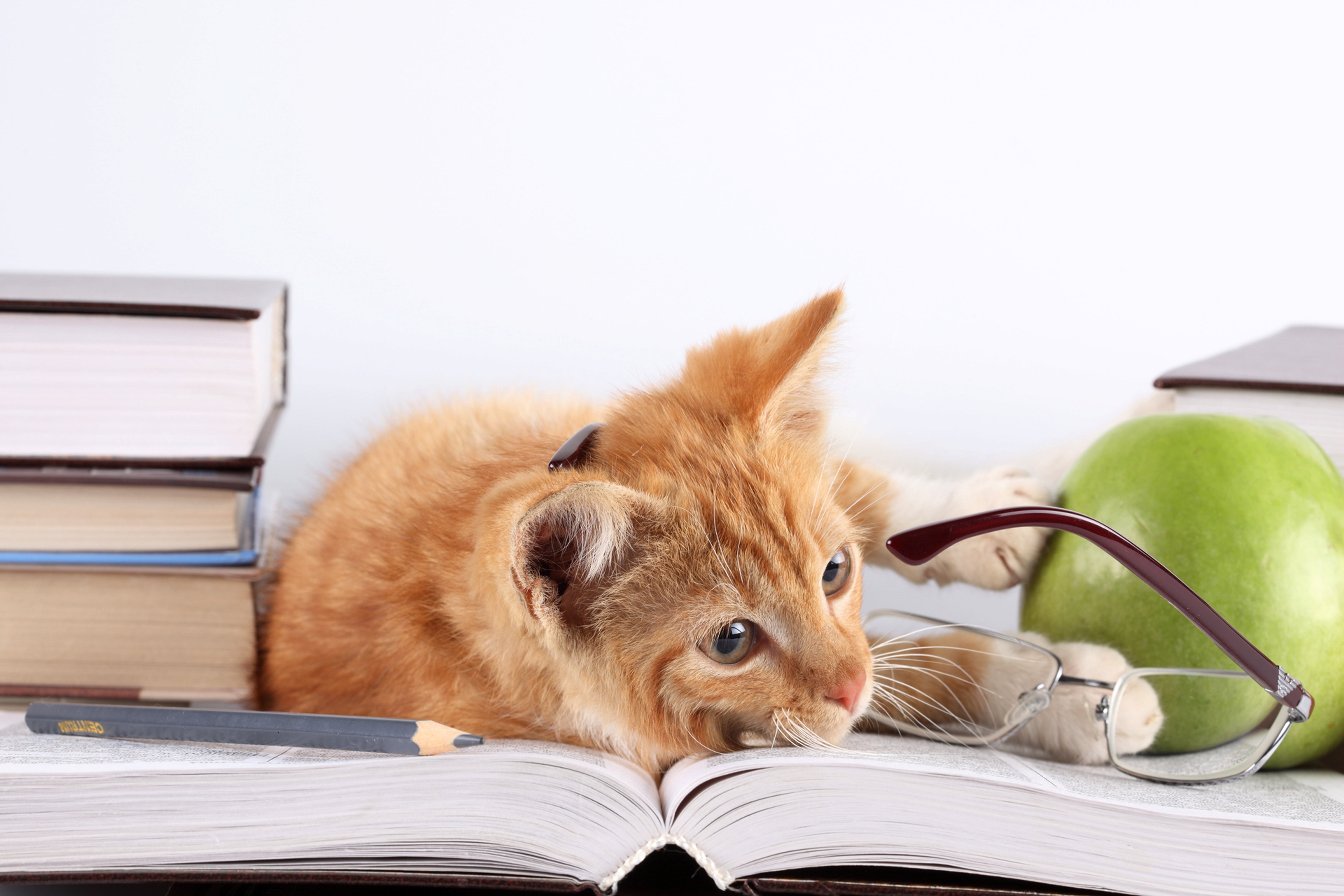 sleeping, vertebrate, domestic Cat, cat, table, furniture, apple - Fruit, white, student, humor, homework, apple, small, pencil, intelligence, education, HD Wallpaper