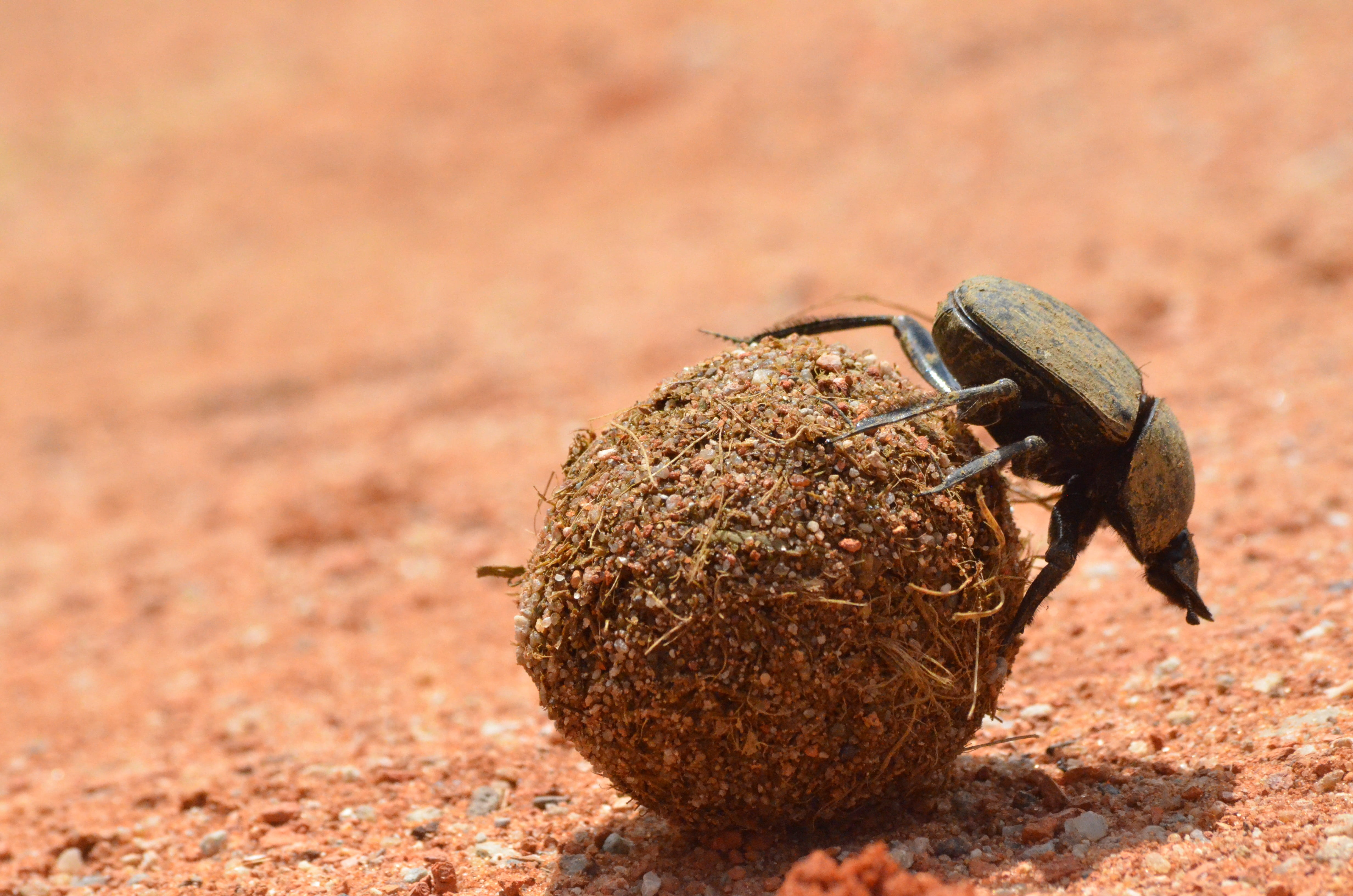 victoria falls, zimbabwe, invertebrate, focus, dung, lizard, no people, little, selective, animal wildlife, insect, nature, rock - object, photography, HD Wallpaper