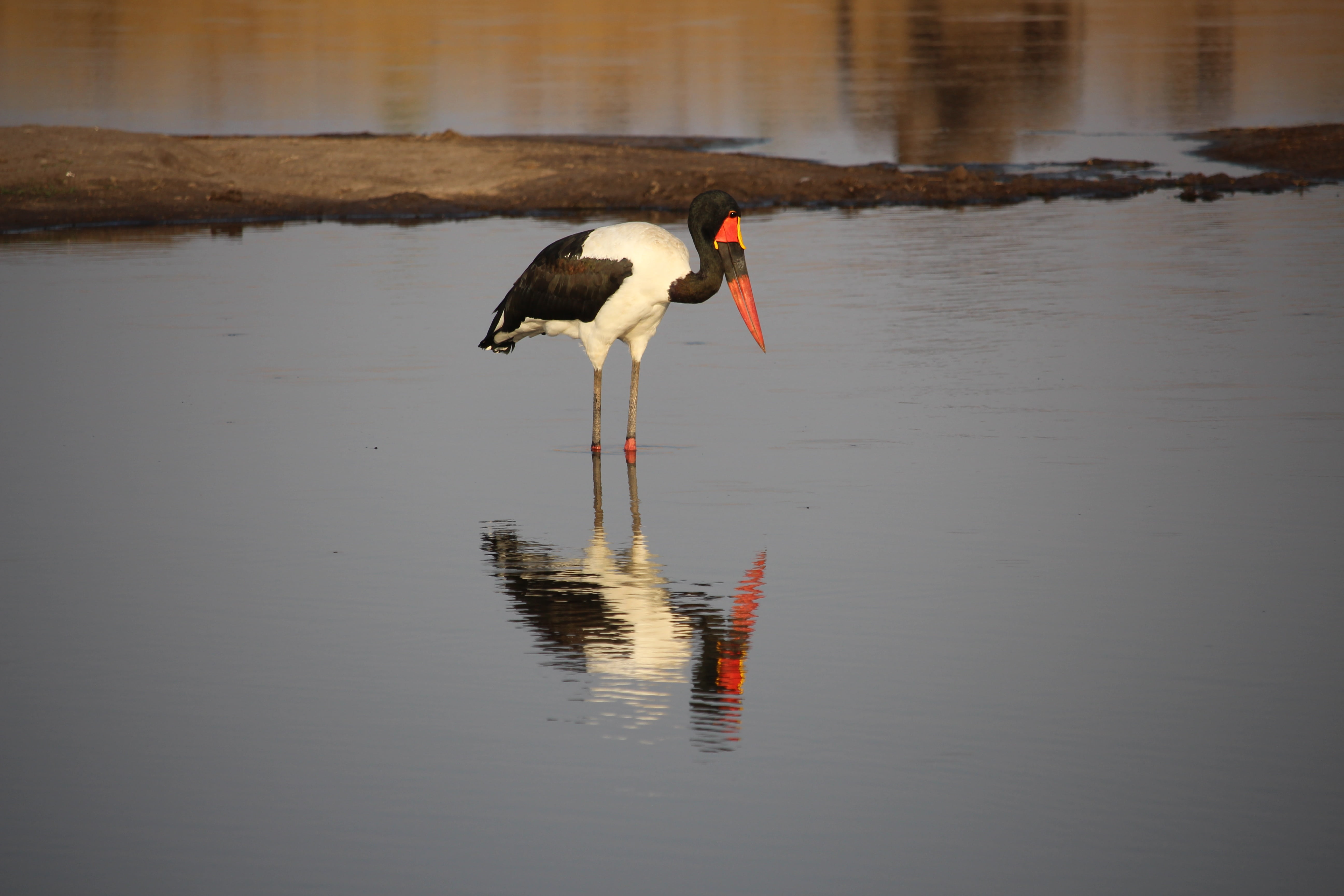 water bird, vertebrate, savannah, nature, animal wildlife, safari, saddle billed stork, no people, animal themes, africa, standing, animal neck, animals in the wild, HD Wallpaper