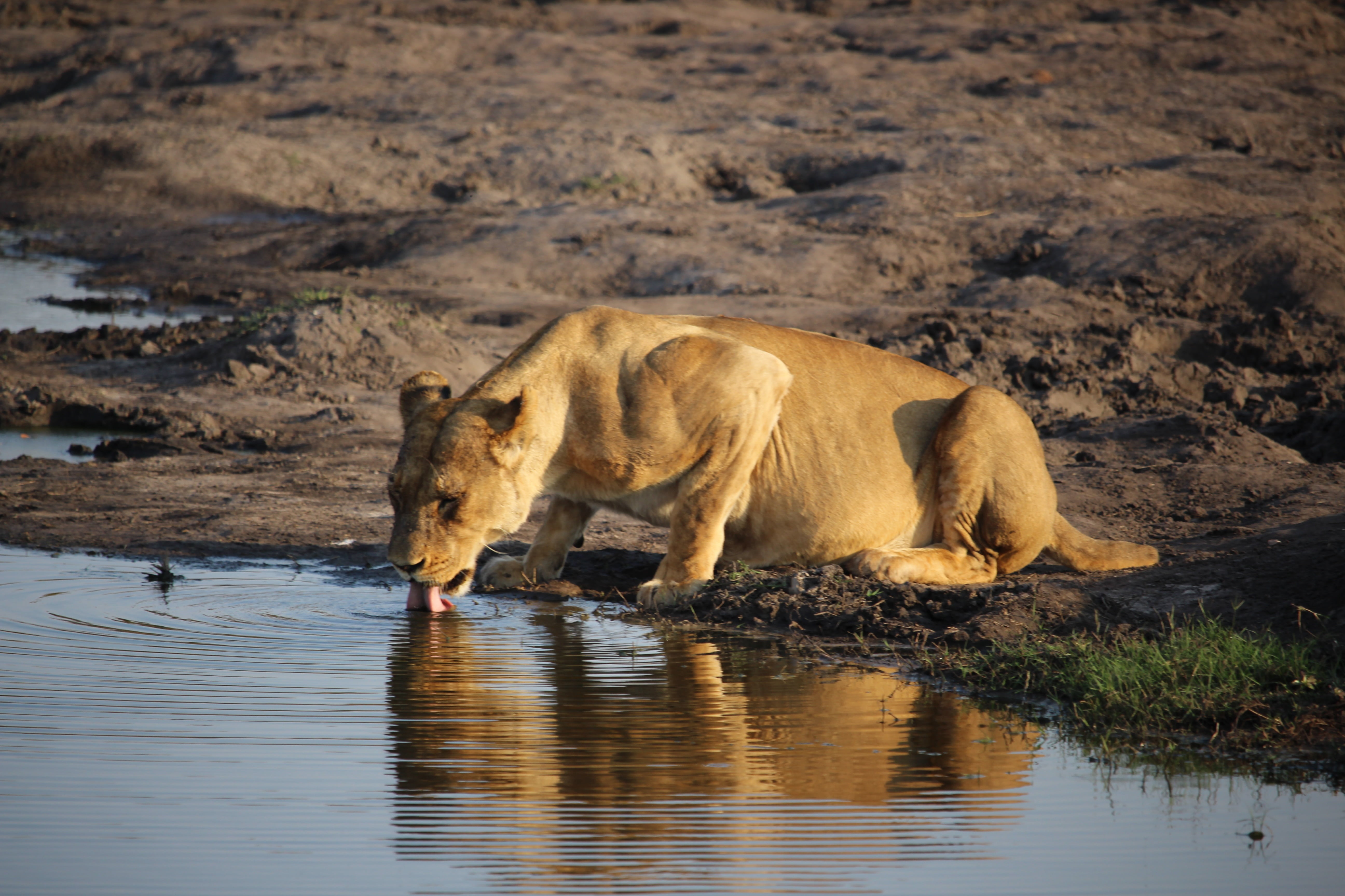 5K, vertebrate, no people, animals hunting, animal themes, wildlife, hunting, mammal, lioness, reflection, animals in the wild, drinking, lake, animal wildlife, HD Wallpaper