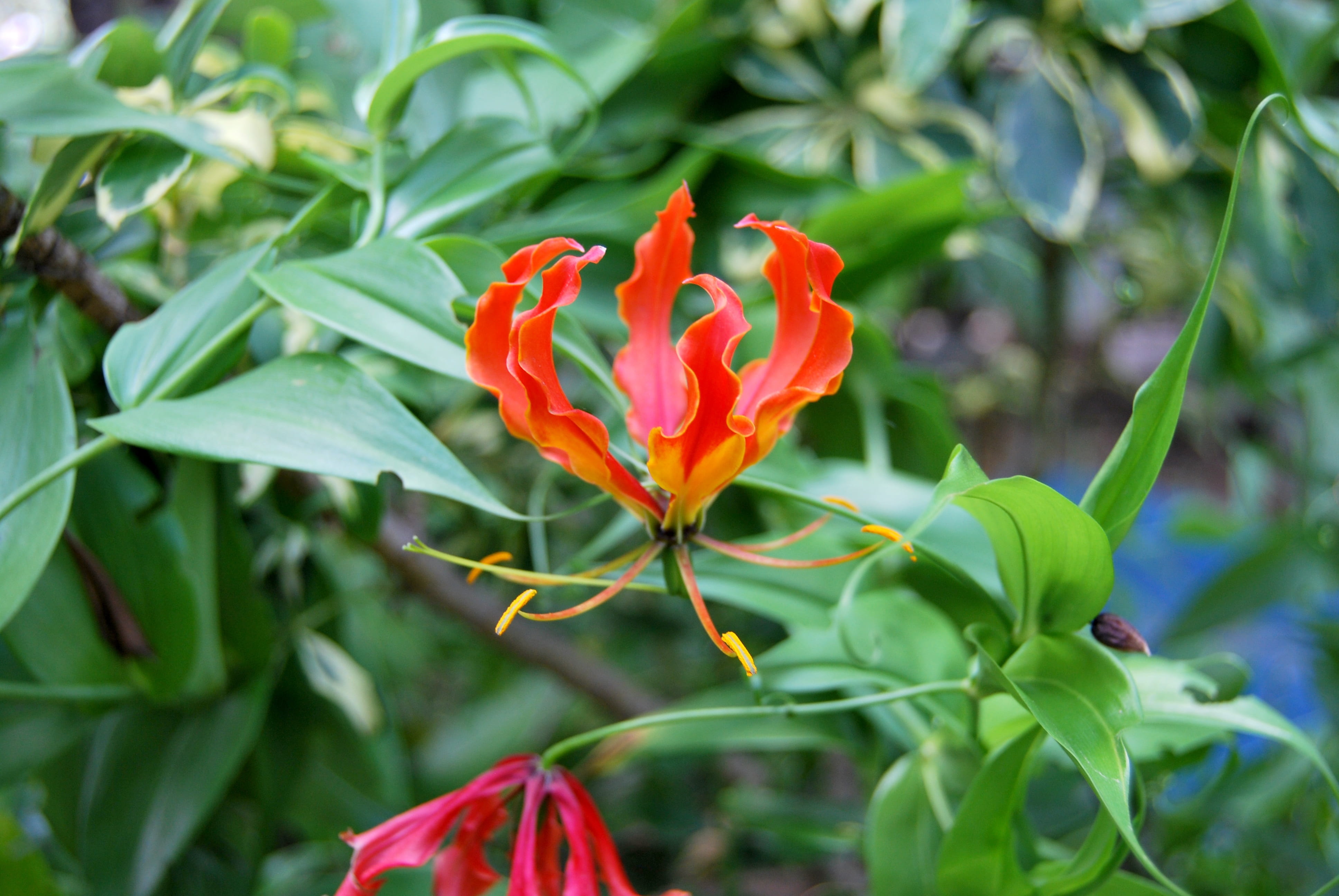 freshness, vulnerability, red, leaf, plant, rose - flower, springtime, no people, beauty in nature, 4K, national flower, fame lily, endangered, fragility, HD Wallpaper