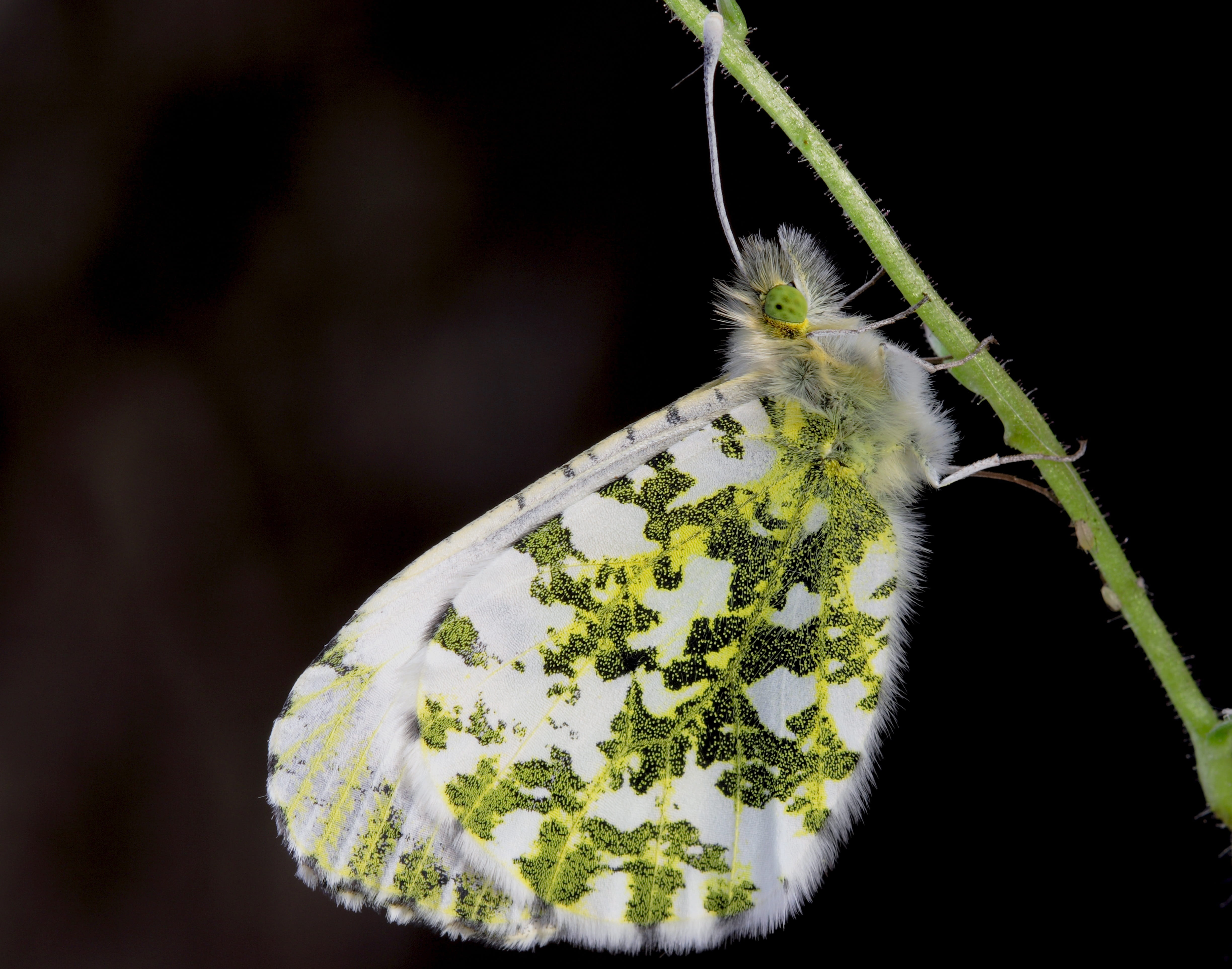 one animal, animal wildlife, 4K, Macro, growth, green color, marijuana - herbal cannabis, Close, succulent plant, animal, Butterfly, close-up, Insect, HD Wallpaper