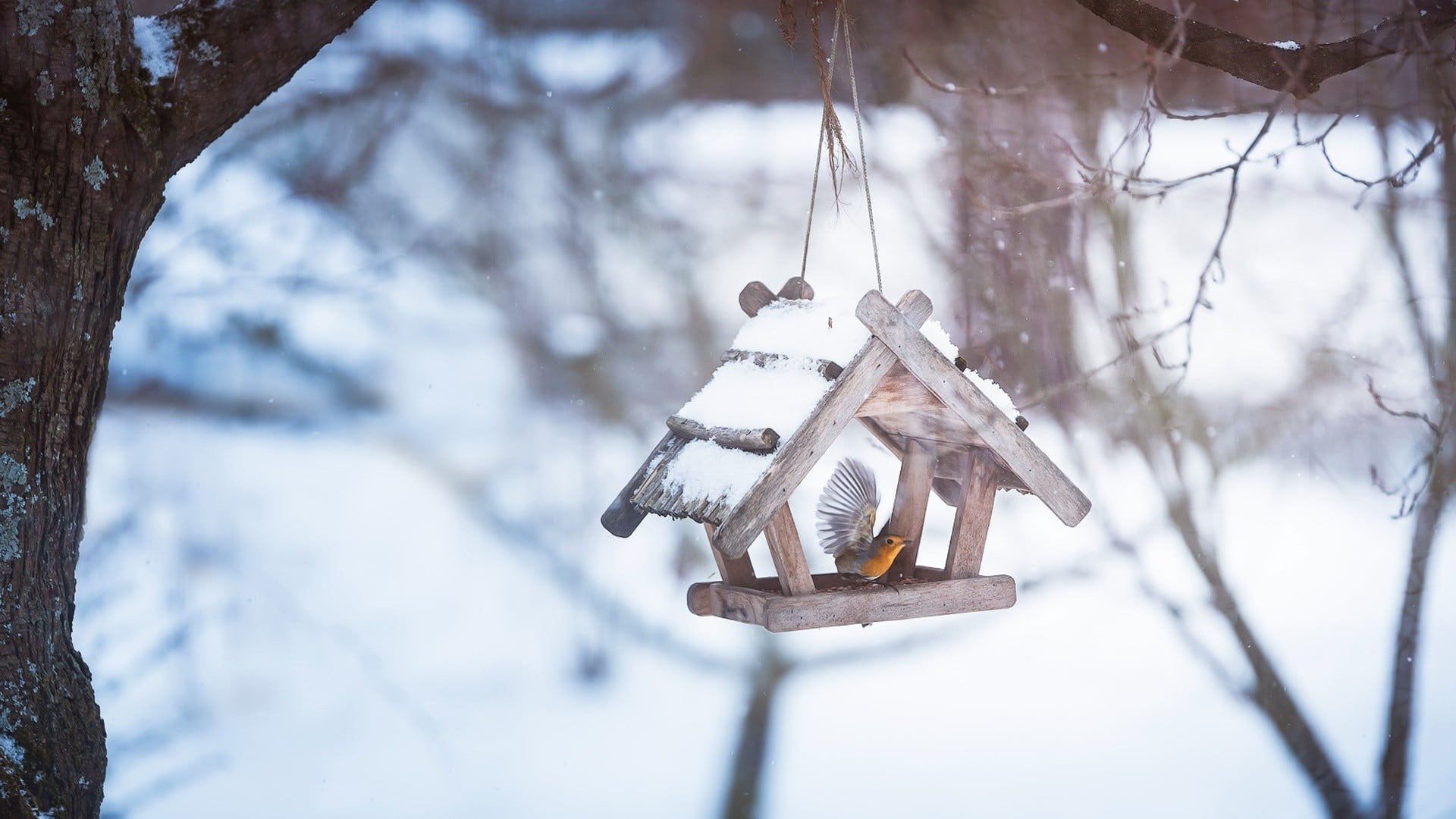 plant, land, forest, icicle, 1080P, environment, outdoors, tree, snowing, birds, frozen, nature, cold temperature, beauty in nature, focus on foreground, HD Wallpaper