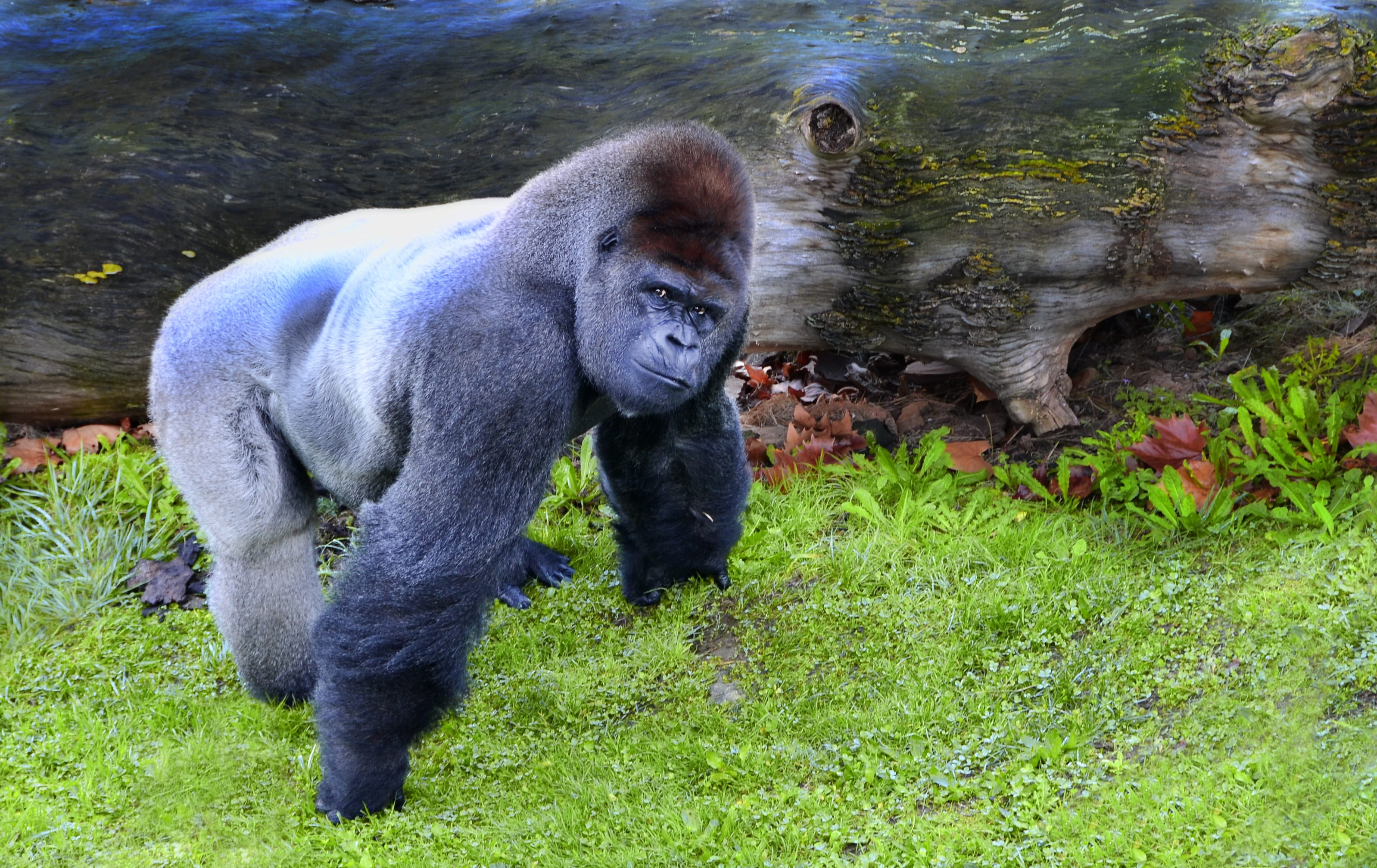 water, primate, africa, mammal, no people, monkey, animals in the wild, animal themes, macaco, mono, green, silver, outdoors, zoo, back, grass, day, animal, HD Wallpaper