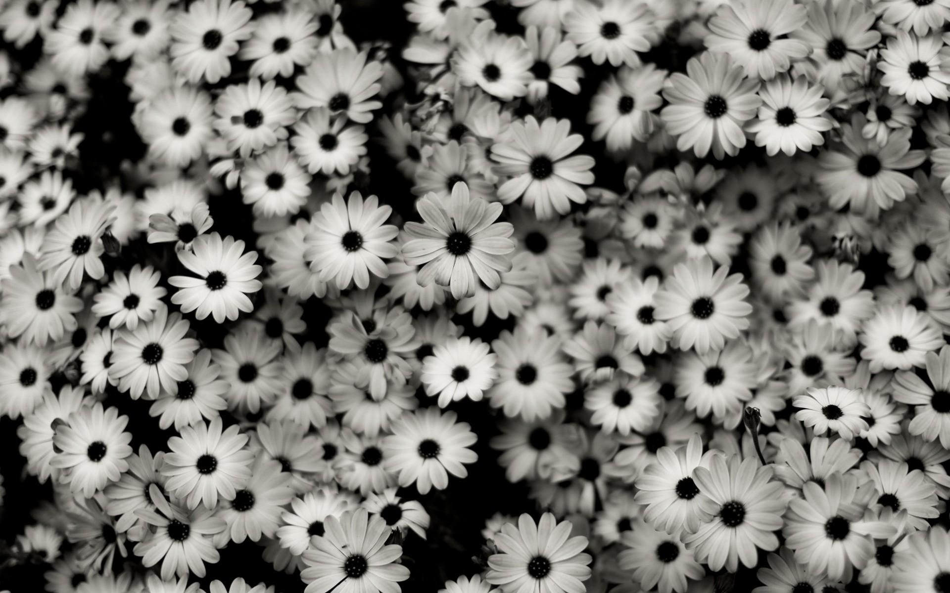 flower, black, 1080P, nature and landscapes, monochrome, mono, chrome, white, flowers, HD Wallpaper
