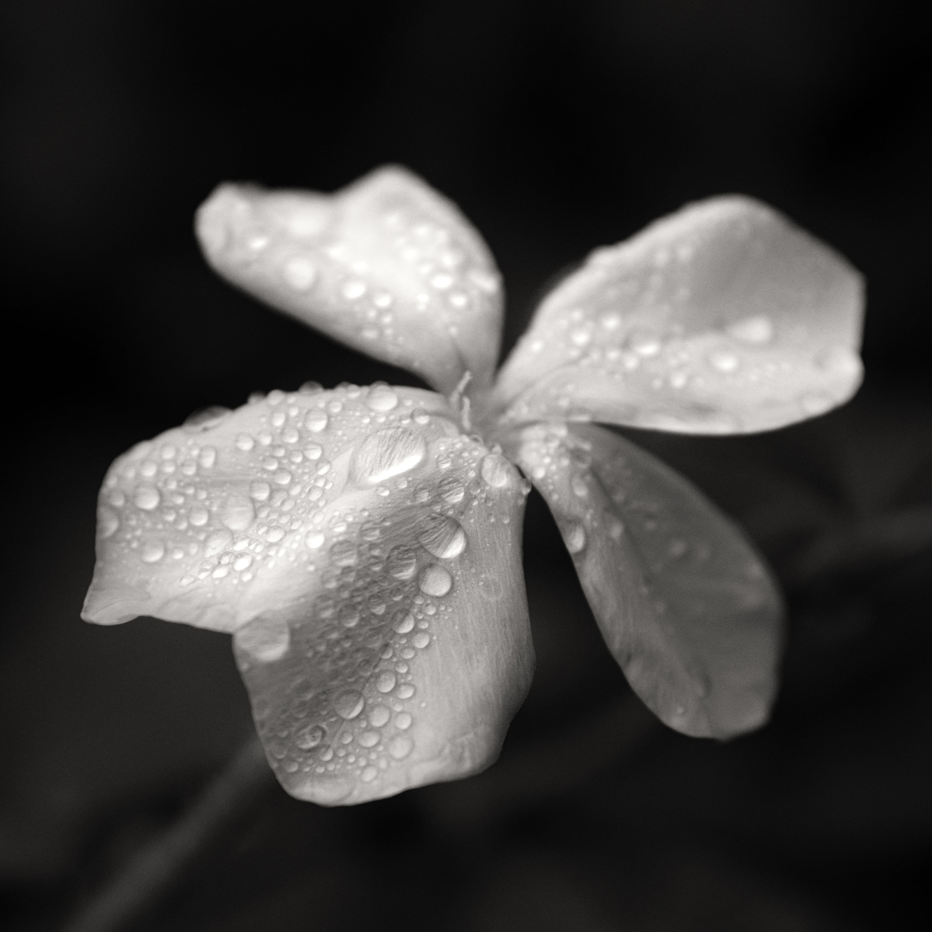 EM, 5  It, nature, leadwort, Nandina, Plumbaginaceae, bandw, flower Head, Mondays, flower, droplets, closeup photography, bloom, olympus, photography, square, Phone HD Wallpaper