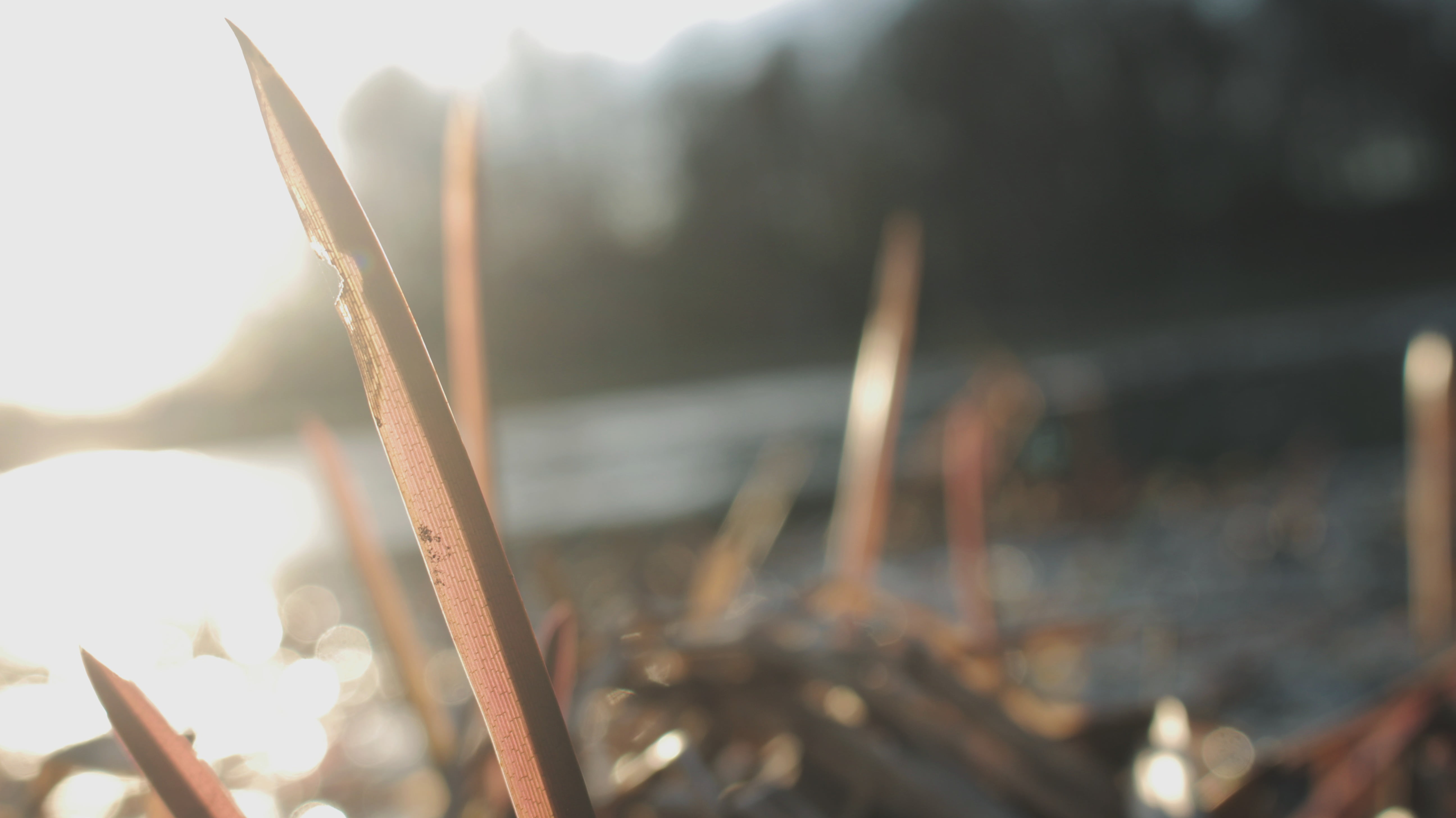 plant part, nature, building, art and craft, sunlight, brown, lake, beauty in nature, linear, plant, sharp, 5K, outdoors, metal, incense, growth, stick - plant part, HD Wallpaper