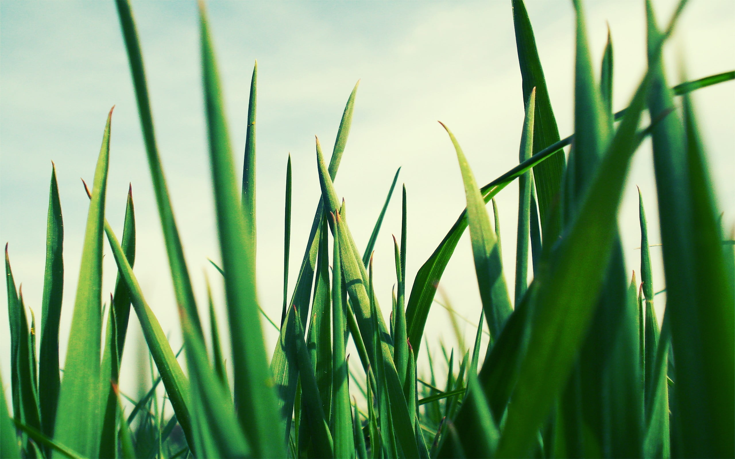 beauty in nature, cereal plant, nature, focus on foreground, blade of grass, leaf, crop, green color, rural scene, close-up, outdoors, no people, farm, HD Wallpaper