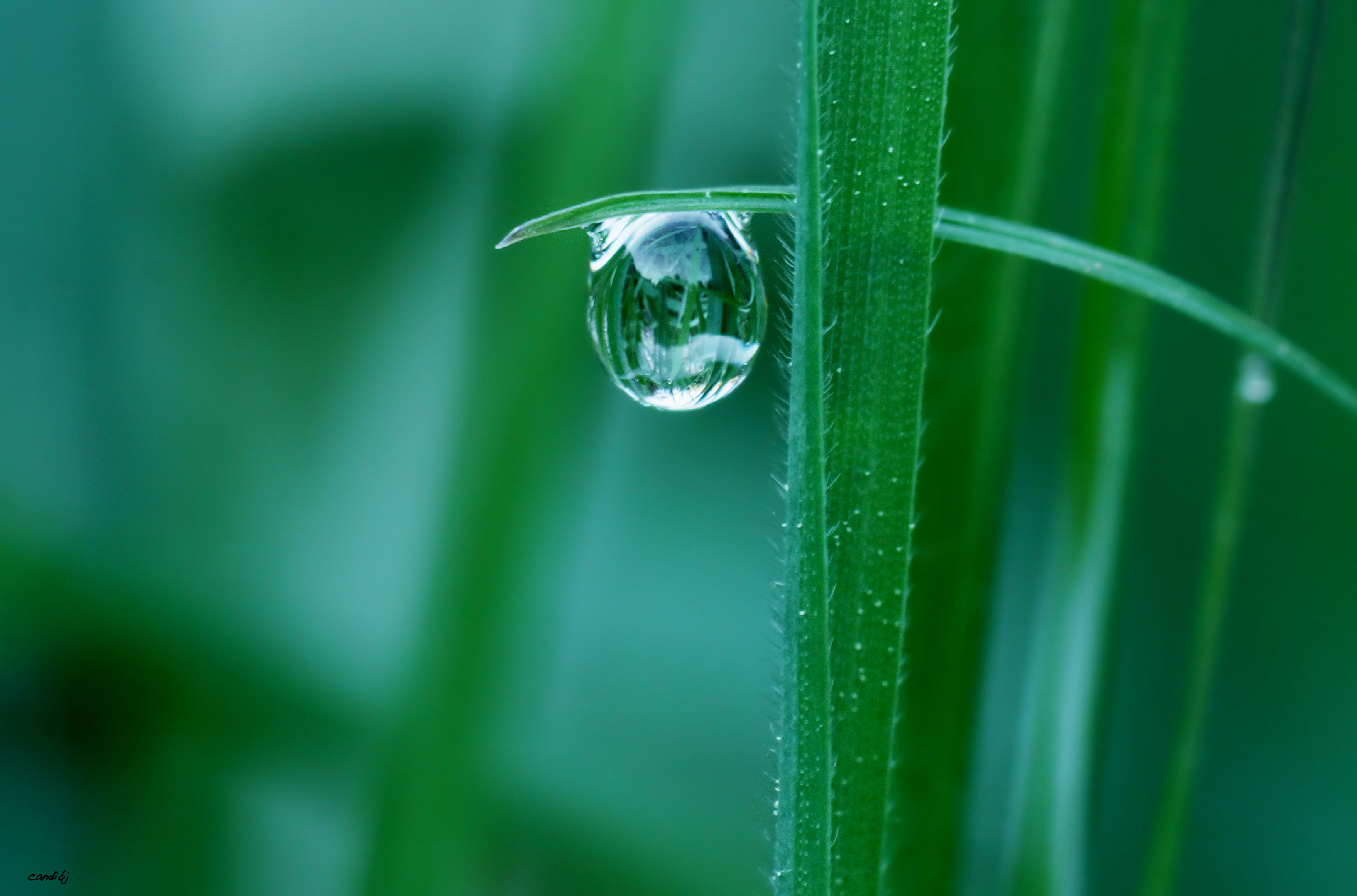 bubble, environment, Nature, photography, linear, focus, Macro, wet, Drops, close-up, dew, liquid, leaf, selective focus, rain, freshness, plant, drop, HD Wallpaper