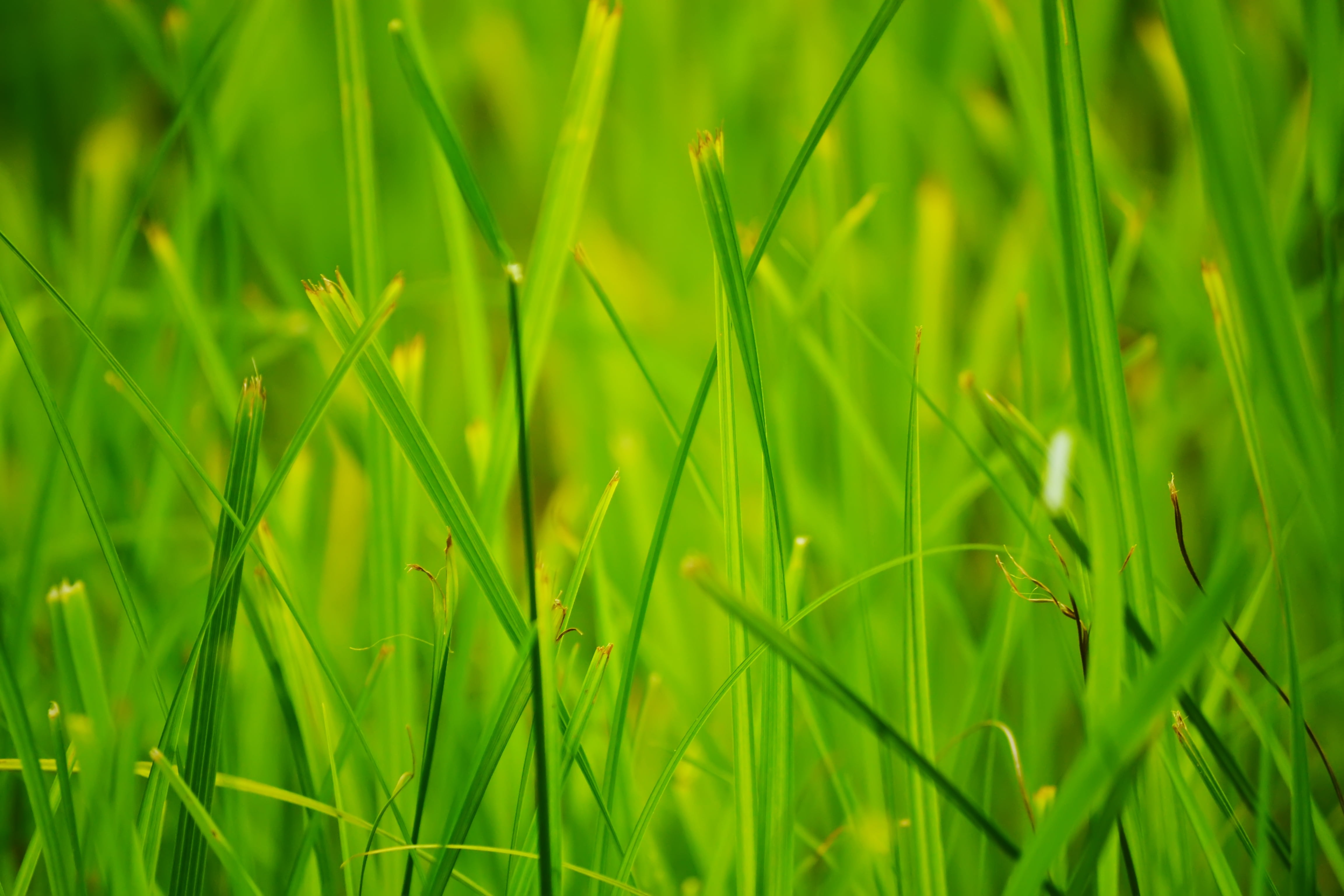 green Color, leafed, agriculture, lawn, macro, rural scene, blade of Grass, selective focus, springtime, close-up, vibrant Color, environment, farm, tranquility, HD Wallpaper