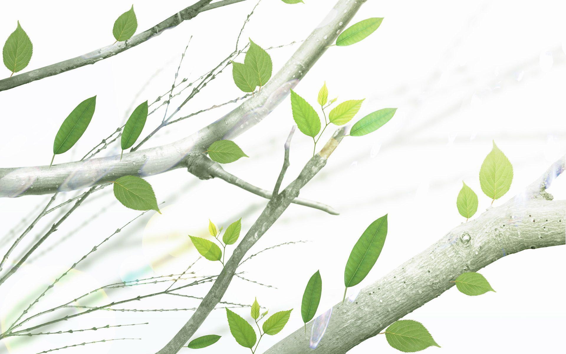 1080P, 1920x1200, linear, leaf, leaves, branch, digital art, branches, green, HD Wallpaper