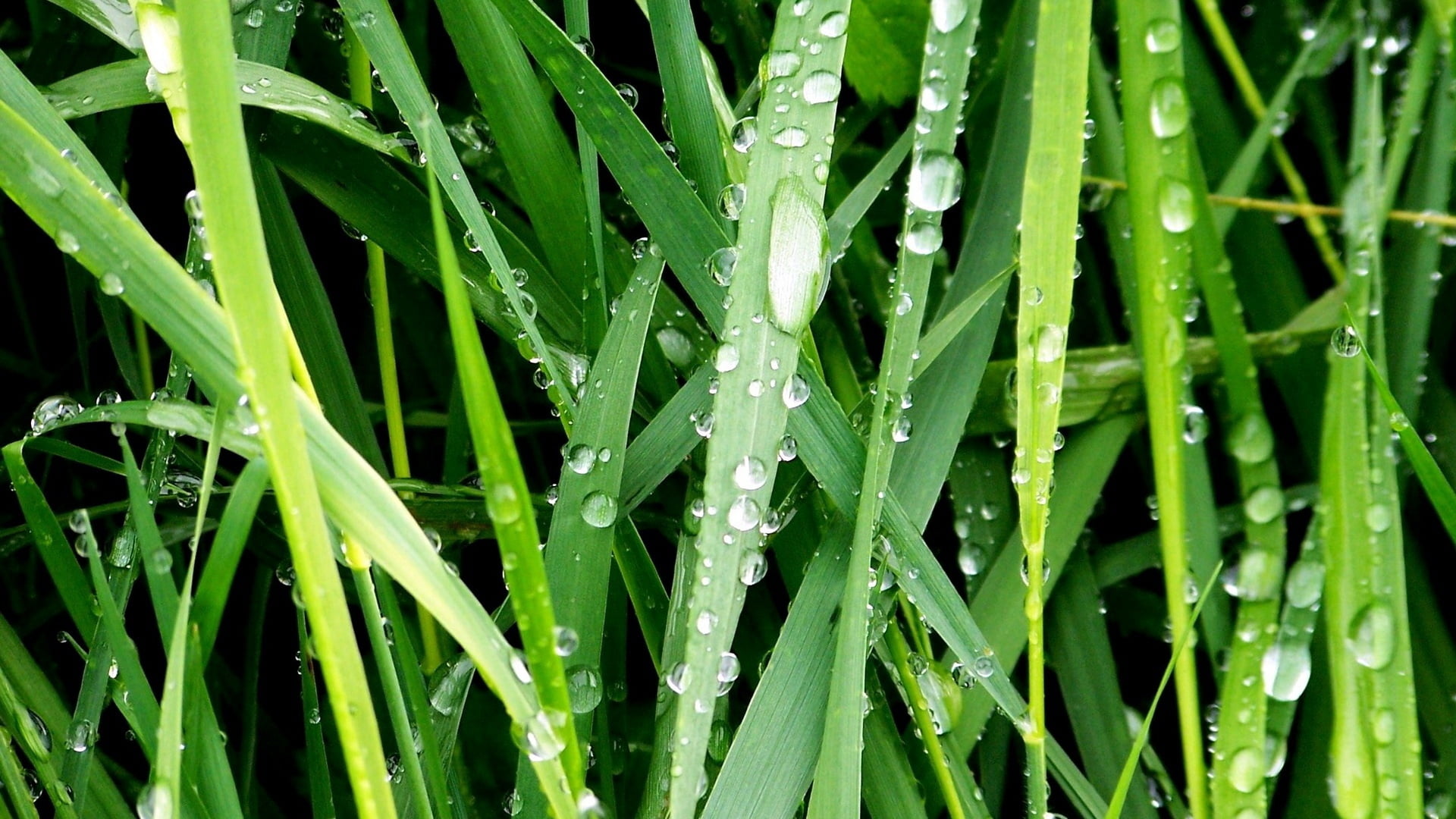 season, lush Foliage, blade of Grass, green Color, green, plant, close-up, beauty In Nature, raindrop, full frame, nature, drops, springtime, abstract, HD Wallpaper