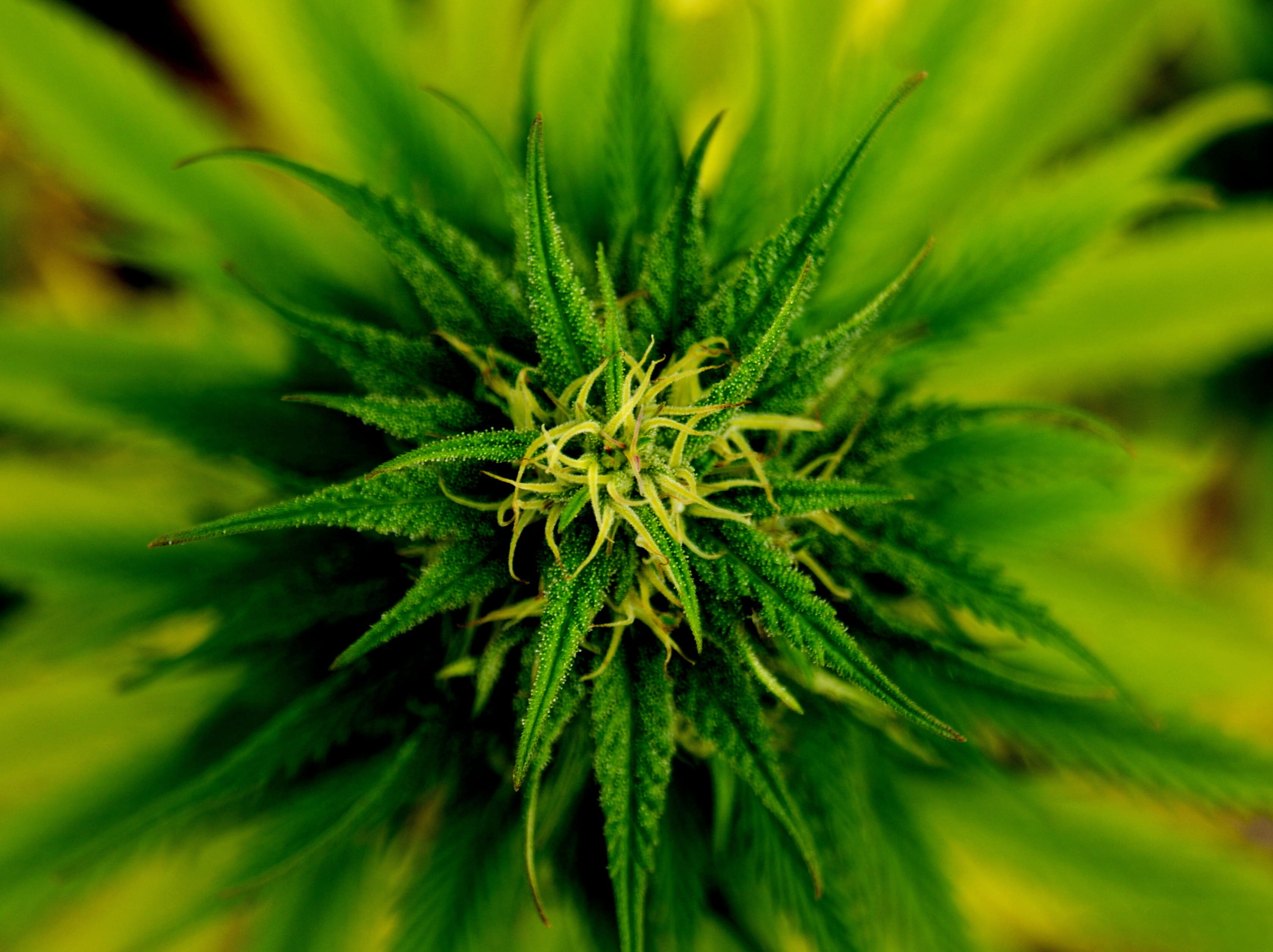 alternative medicine, leaf, linear, photography, narcotic, bud, flower, medicine, nature, 2K, growth, outdoors, close-up, plant part, herb, marijuana - herbal cannabis, HD Wallpaper