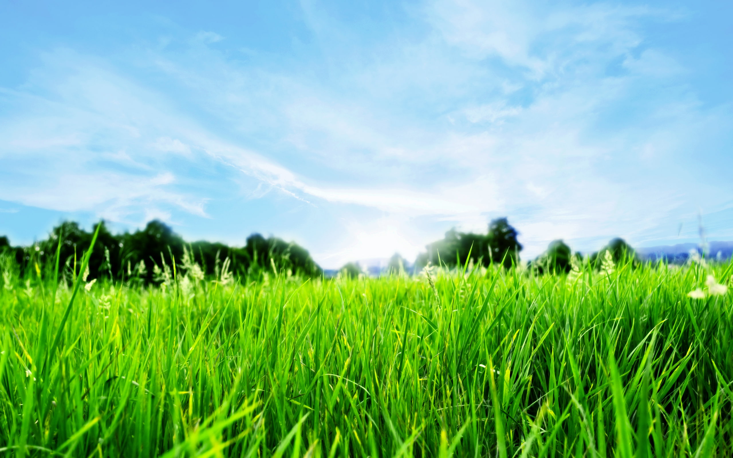 hd, green, leaf, horizon, nature, 2K, landscape, field, linear, grass, HD Wallpaper