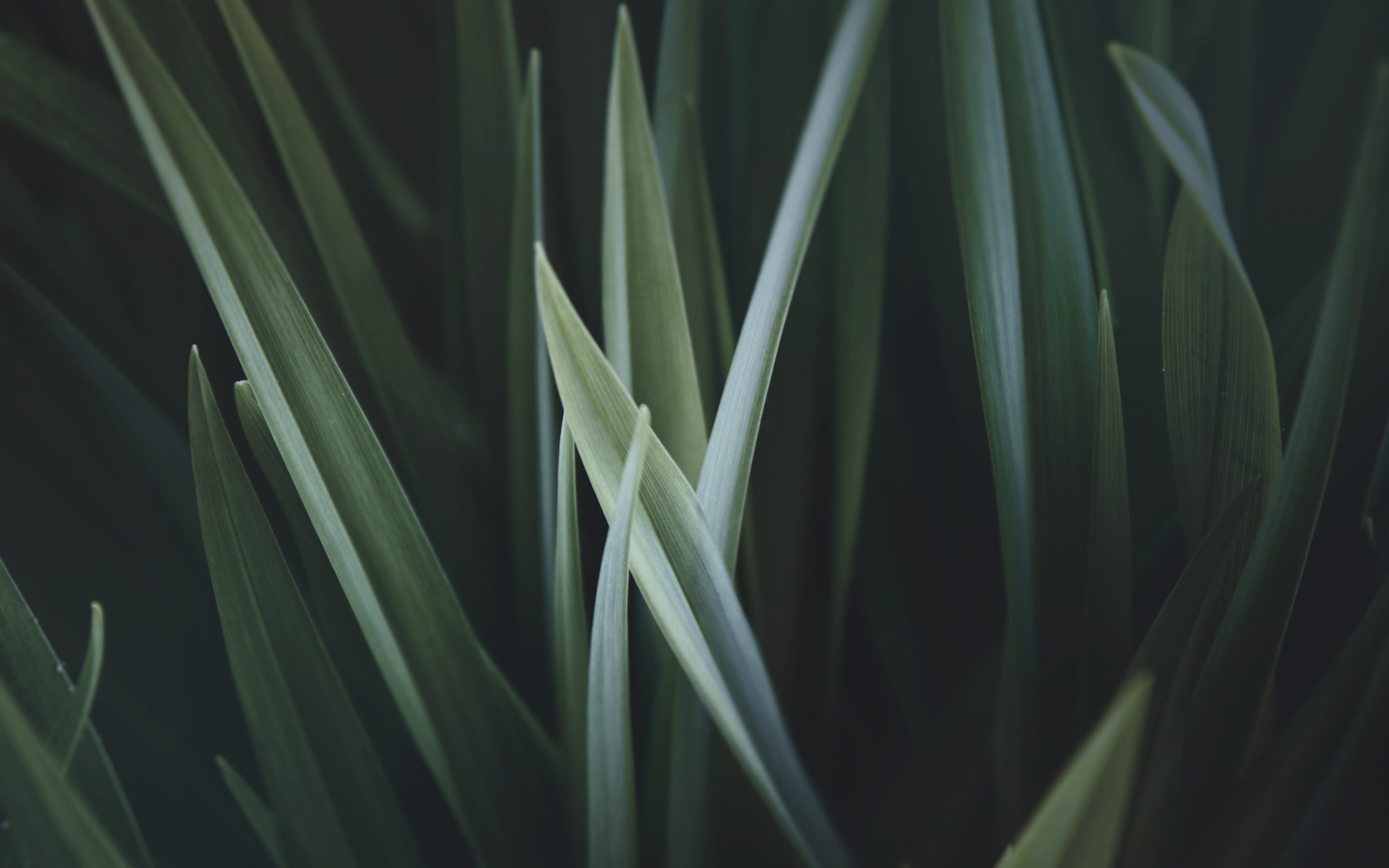 selective focus, full frame, greem, bamboo - plant, green, nature, focus on foreground, 2K, abstract, freshness, leaf, Leaves, growth, plant, photo, photography, HD Wallpaper
