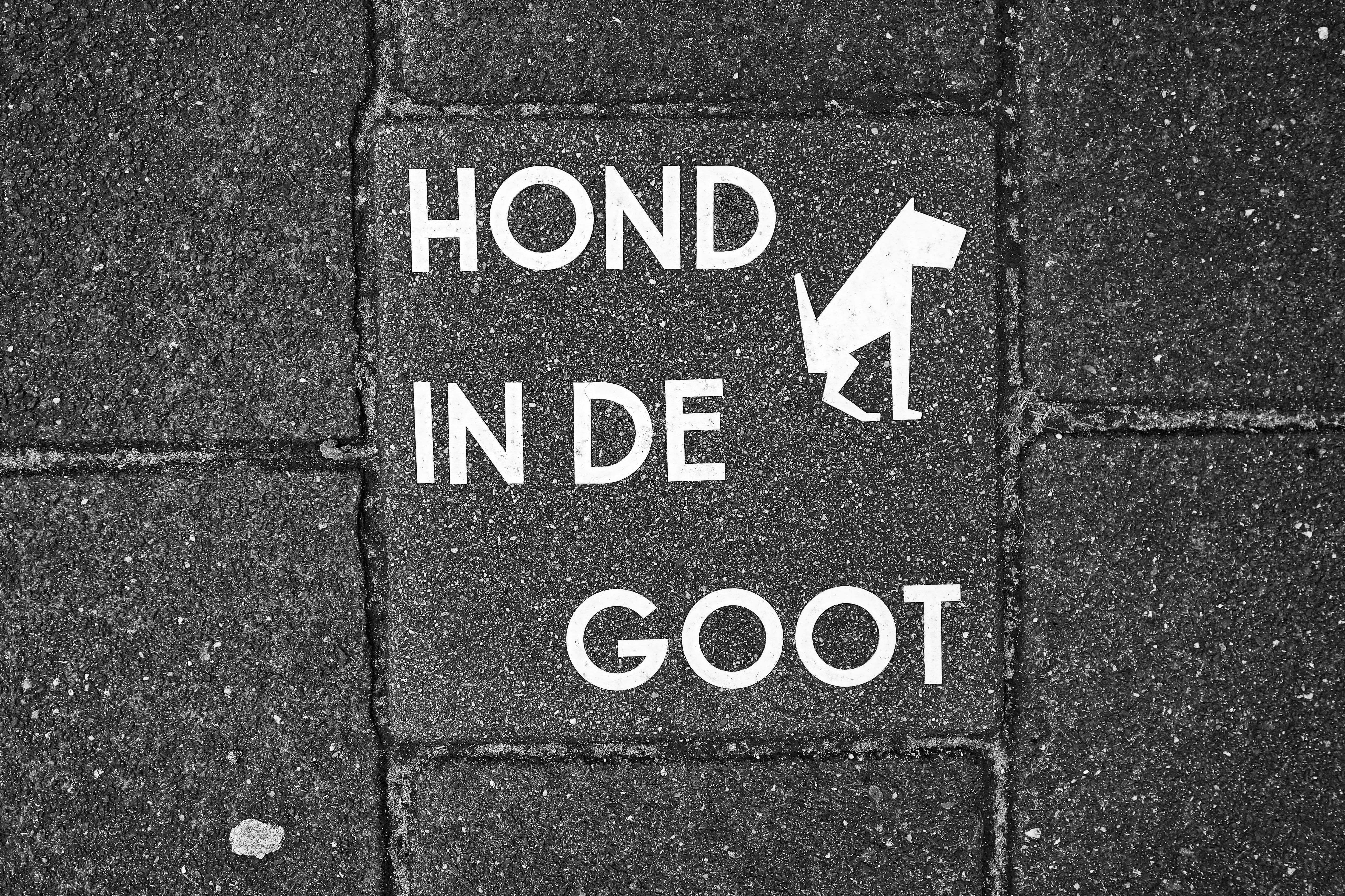 pavement, capital letter, no people, western script, city, cleanliness, information, urban, prohibition, sidewalk, outdoors, paving stone, road, tile, dog, HD Wallpaper