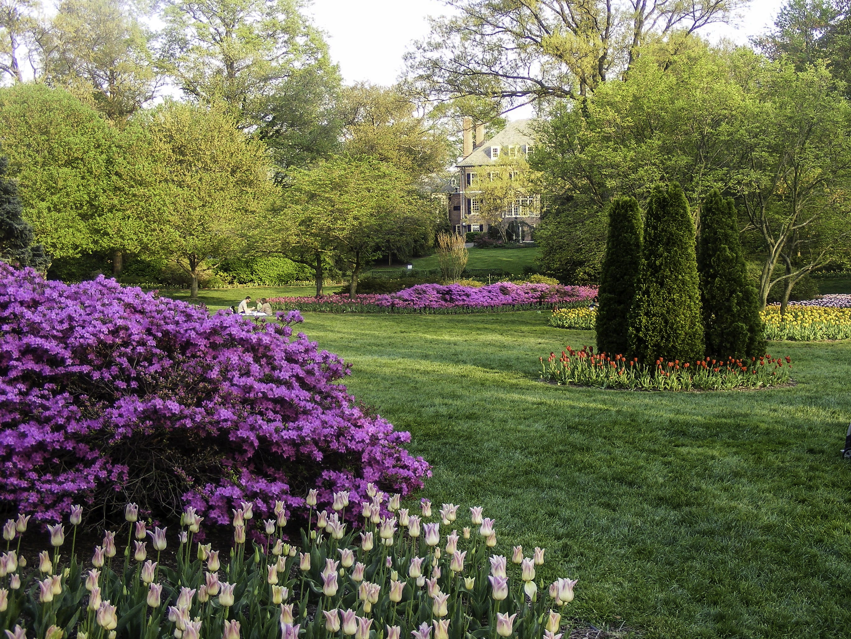 flowering plant, United States, purple, flowers, photo, tranquil scene, sherwood, growth, Maryland, public domain, park, plant, landscape, no People, nature, HD Wallpaper