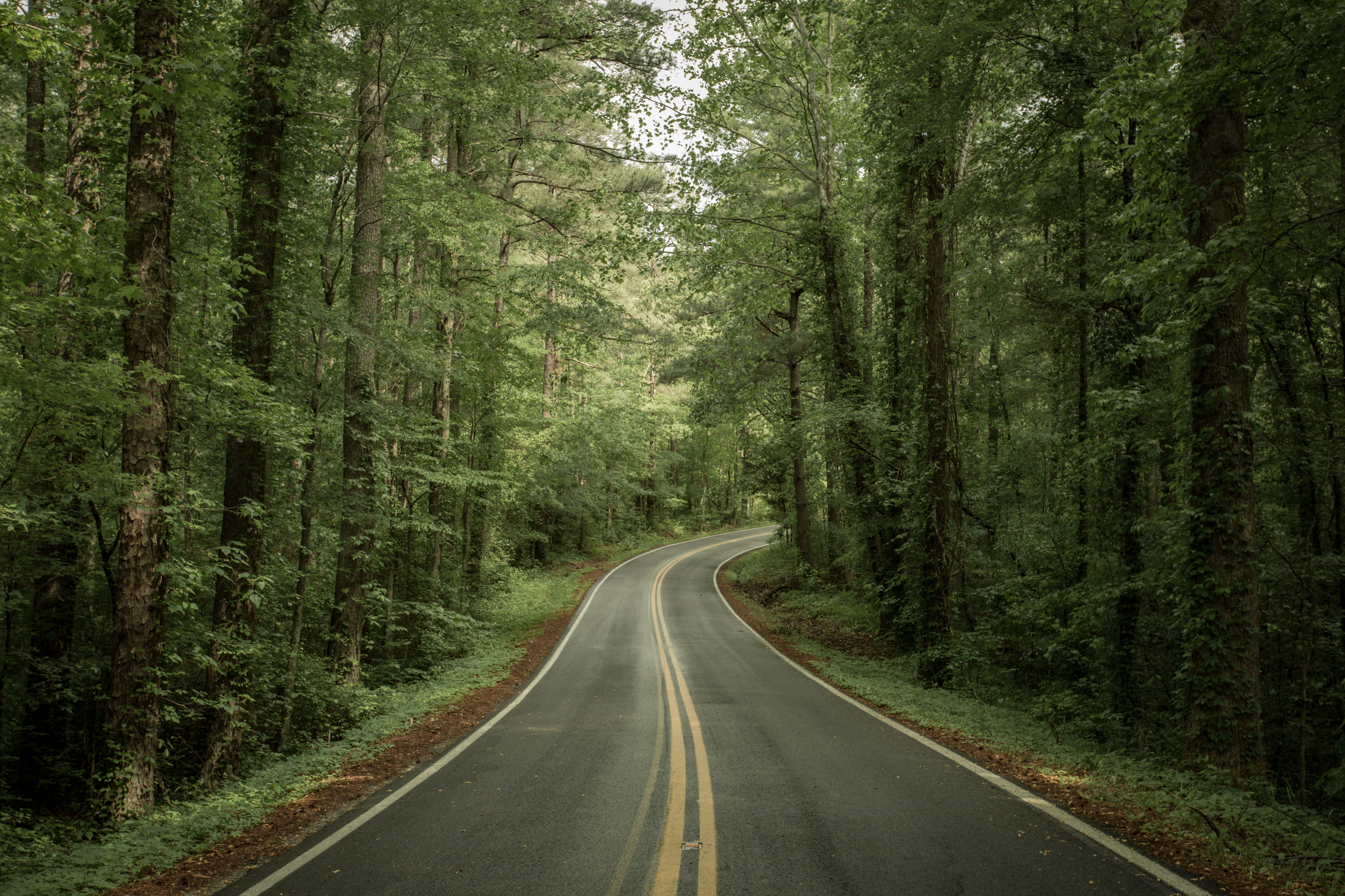 pine tree, lost, the way forward, beauty in nature, usa, empty road, non-urban scene, journey, south, tranquil scene, woods, tranquility, 5K, diminishing perspective, HD Wallpaper