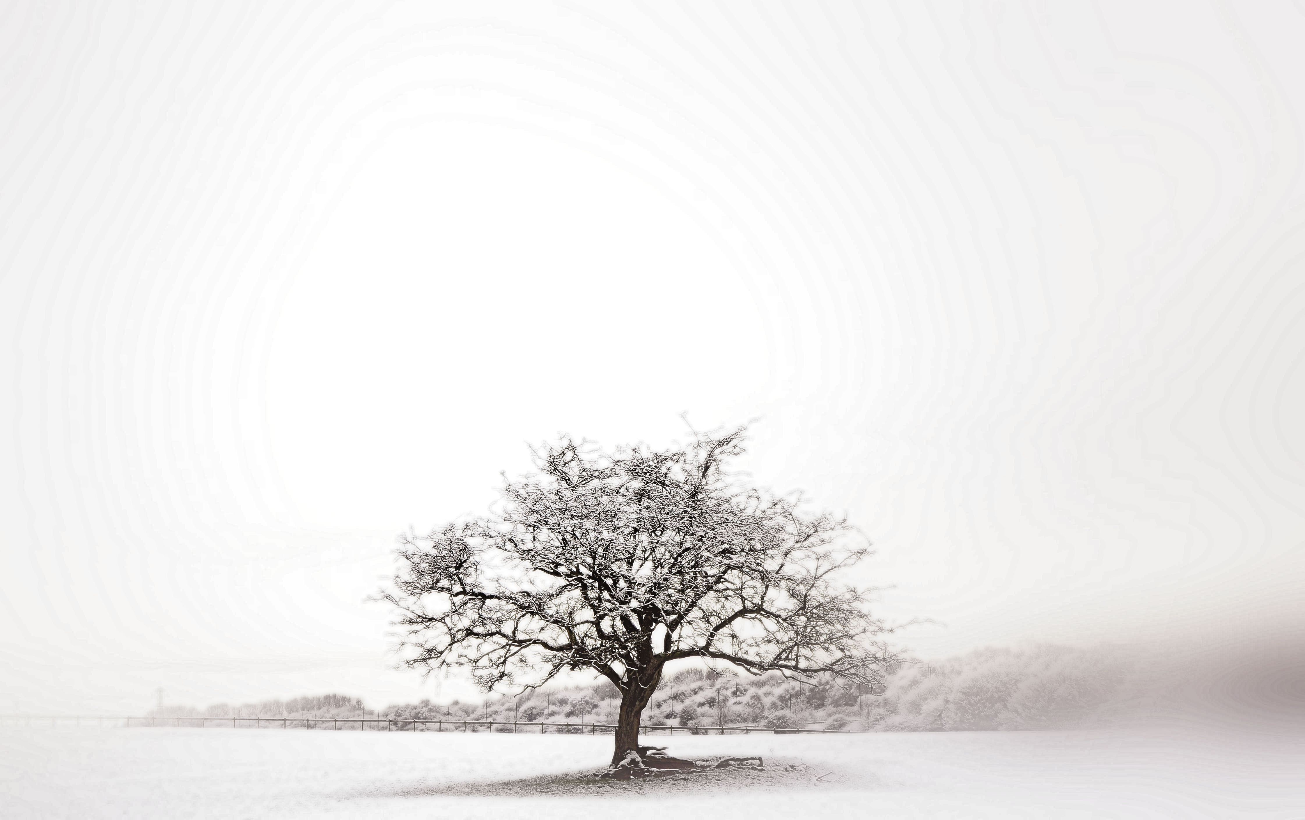forest, bleak, I am, cold, branch, outdoors, season, white, individual, swinton, CJS, nature, sun, Manchester, 4K, winter, tree, snow, under the sun, nikkor, HD Wallpaper