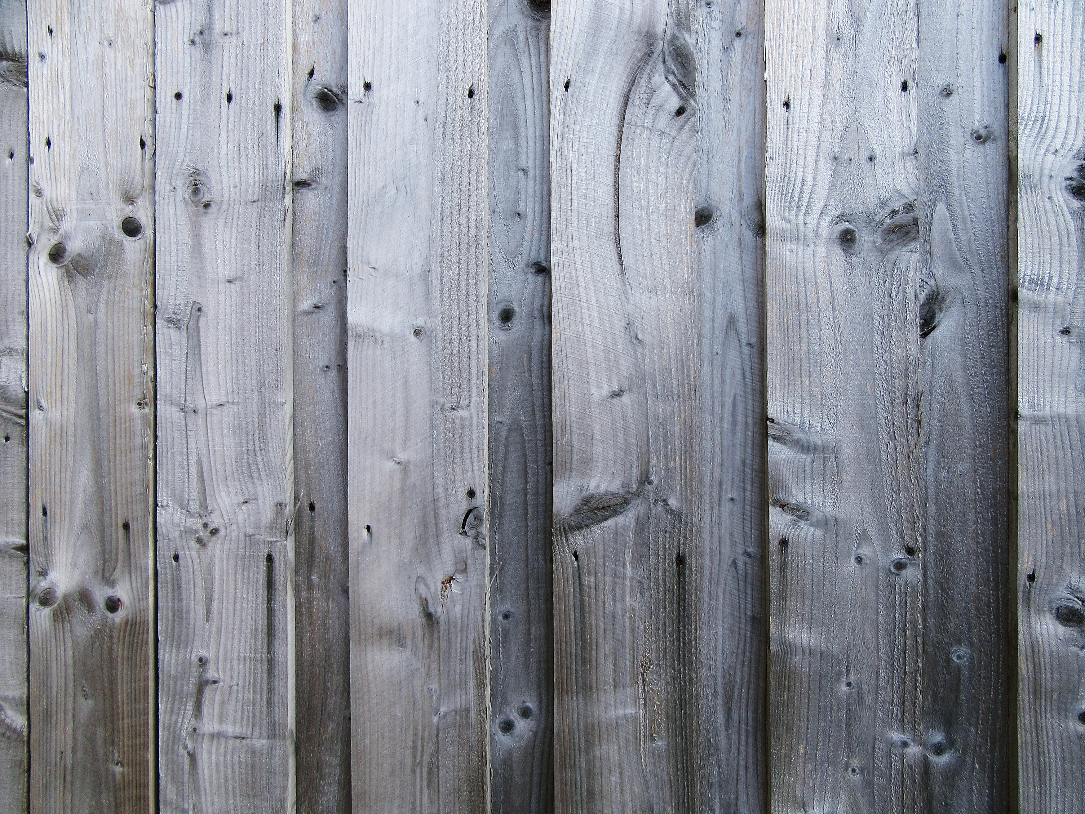 close-up, outdoors, blue jay, backgrounds, day, wood paneling, word, wall - building feature, wood grain, deck, bridge, barrier, fence, picket, theme park, HD Wallpaper