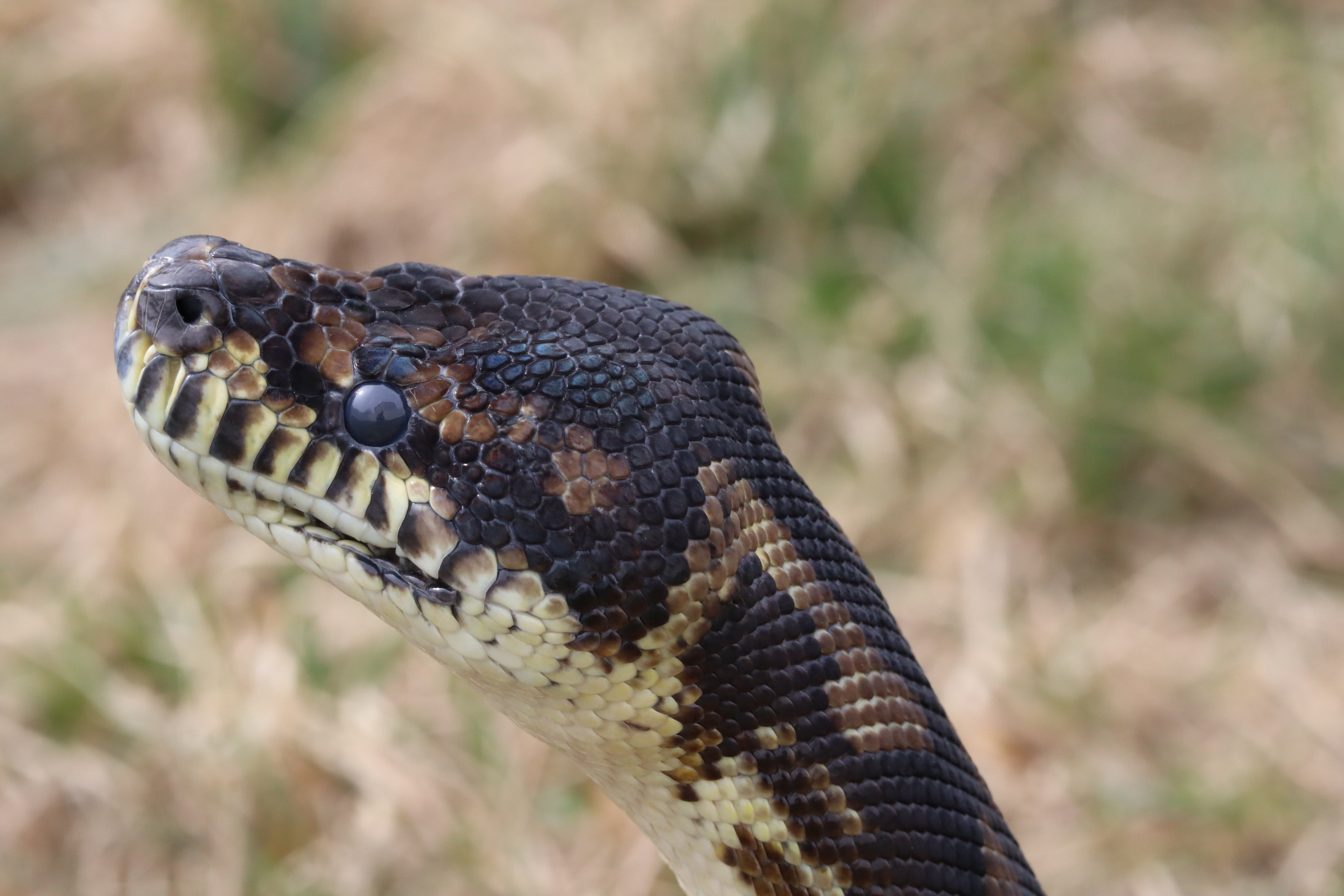 python, 5K, Python (programming), HD Wallpaper