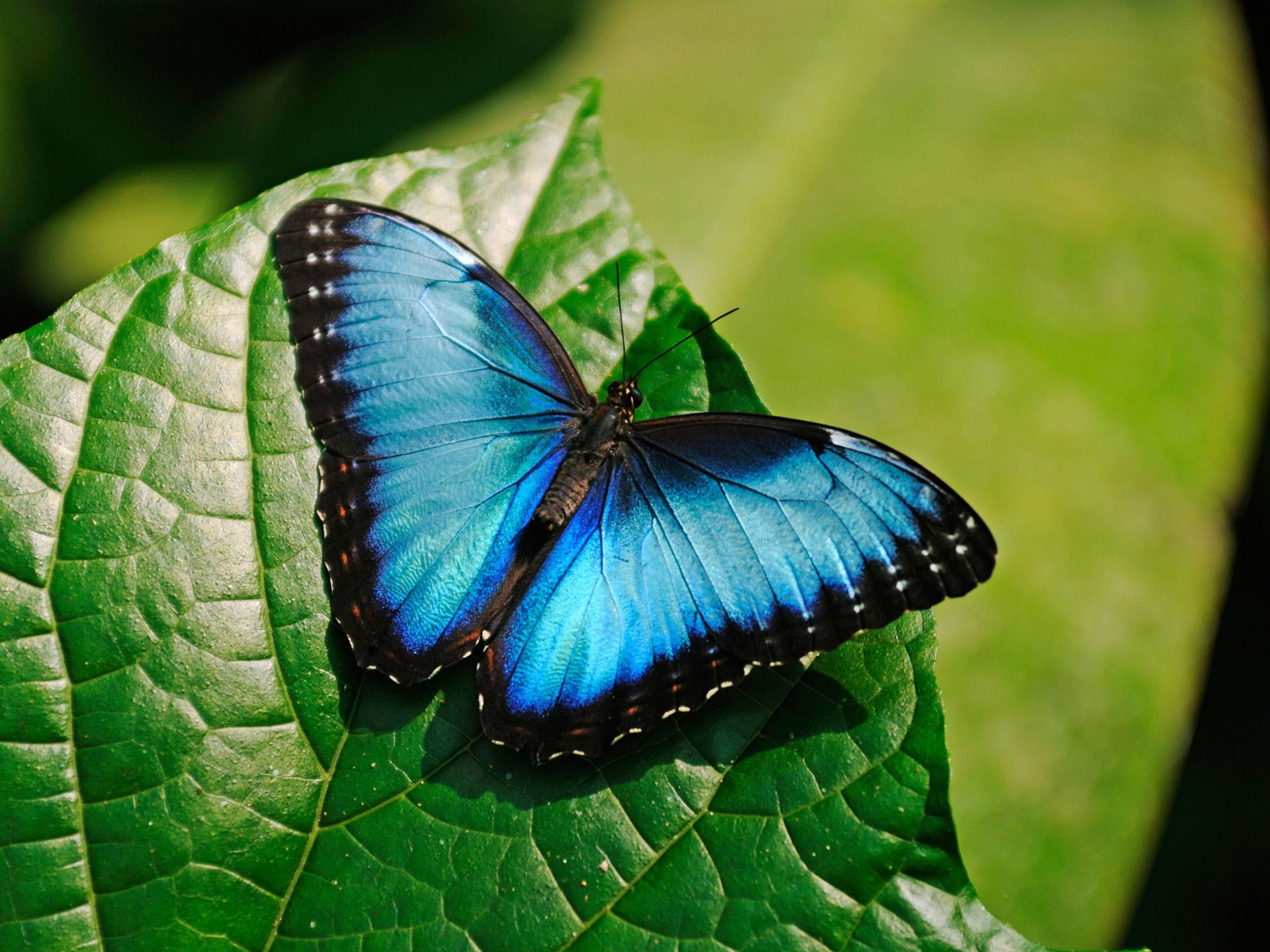 animal, green color, one animal, plant part, morpho, no people, day, quality, leaf, hd, animal wing, close-up, animals in the wild, blue, plant, HD Wallpaper