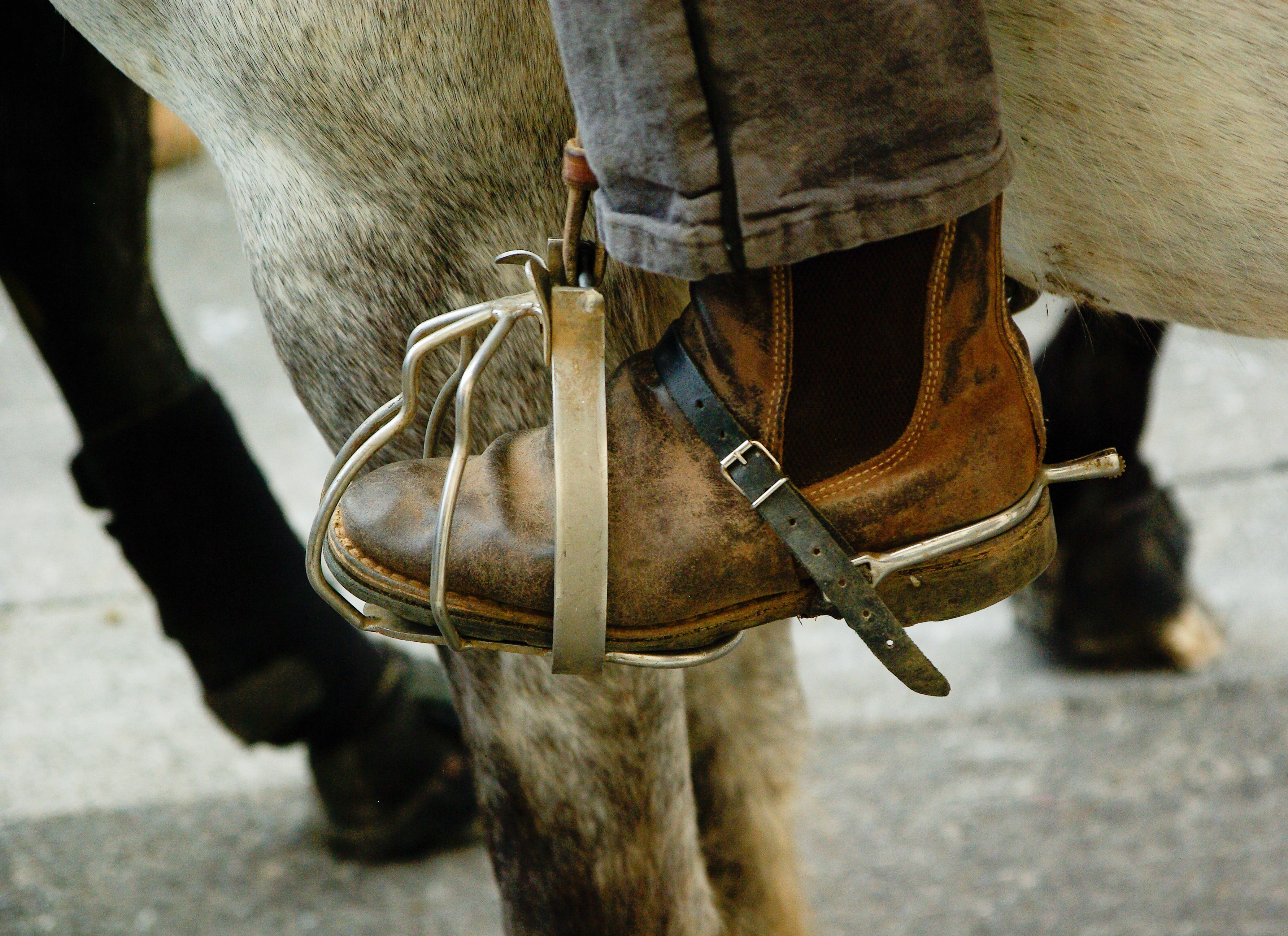 domestic, domestic animals, caliper, street, working animal, day, human foot, france, animal, one animal, animal body part, horse, leather, focus on foreground, HD Wallpaper
