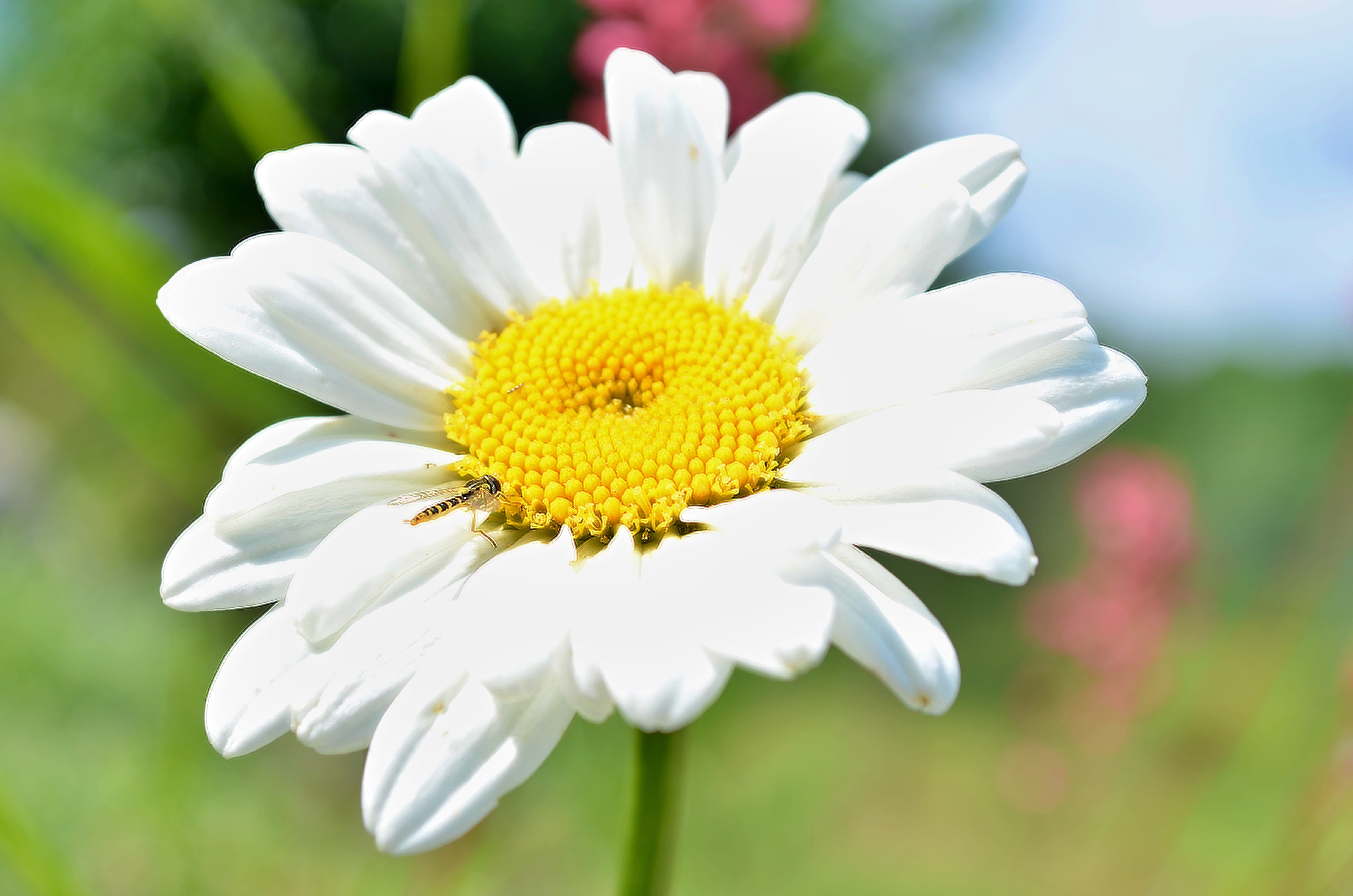 animal, flowers, vulnerability, no people, summer, beauty in nature, background, petal, detail, pistil, plant, flower, bee, white white, fragility, focus on foreground, HD Wallpaper