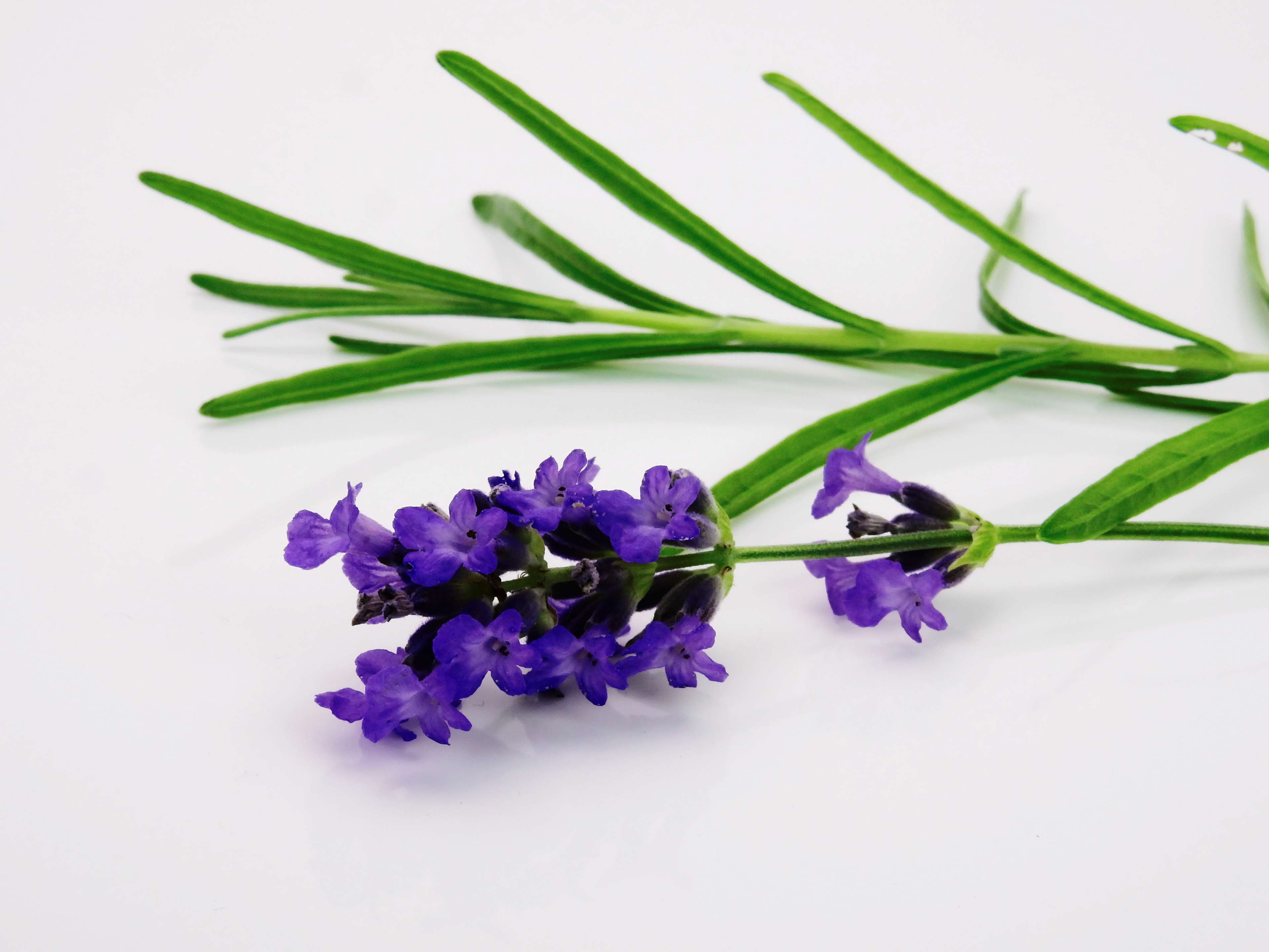 flower head, fragrance, smell, food and drink, 4K, provence, purple, beauty in nature, bloom, violet, studio shot, nature, herb, flowers, lavender flowers, HD Wallpaper