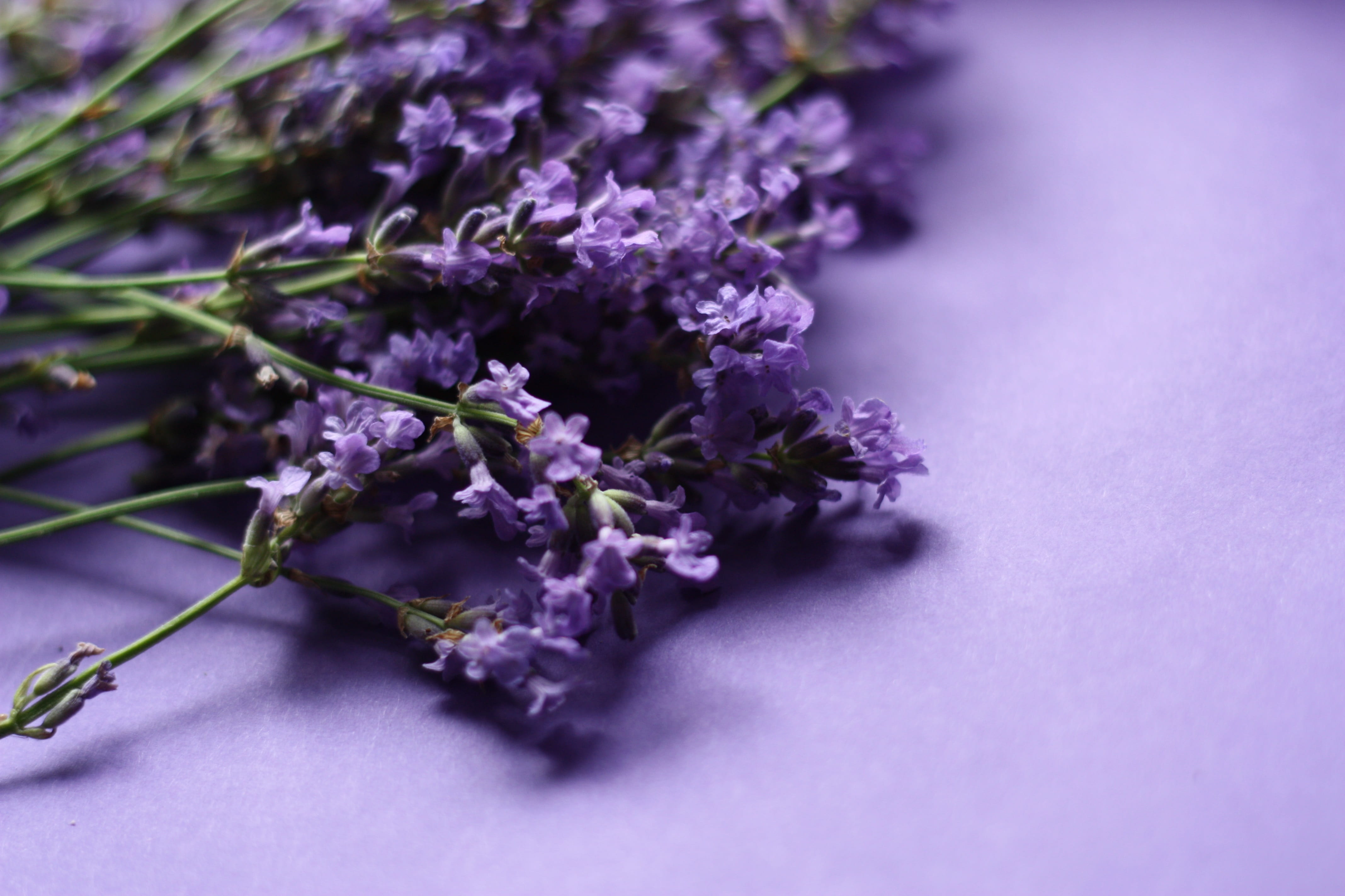selective focus, no people, studio shot, purple, aromatherapy, surface, nature, lavender, bouquet, summer, petaled, close-up, 4K, smell, celebration, flower head, HD Wallpaper