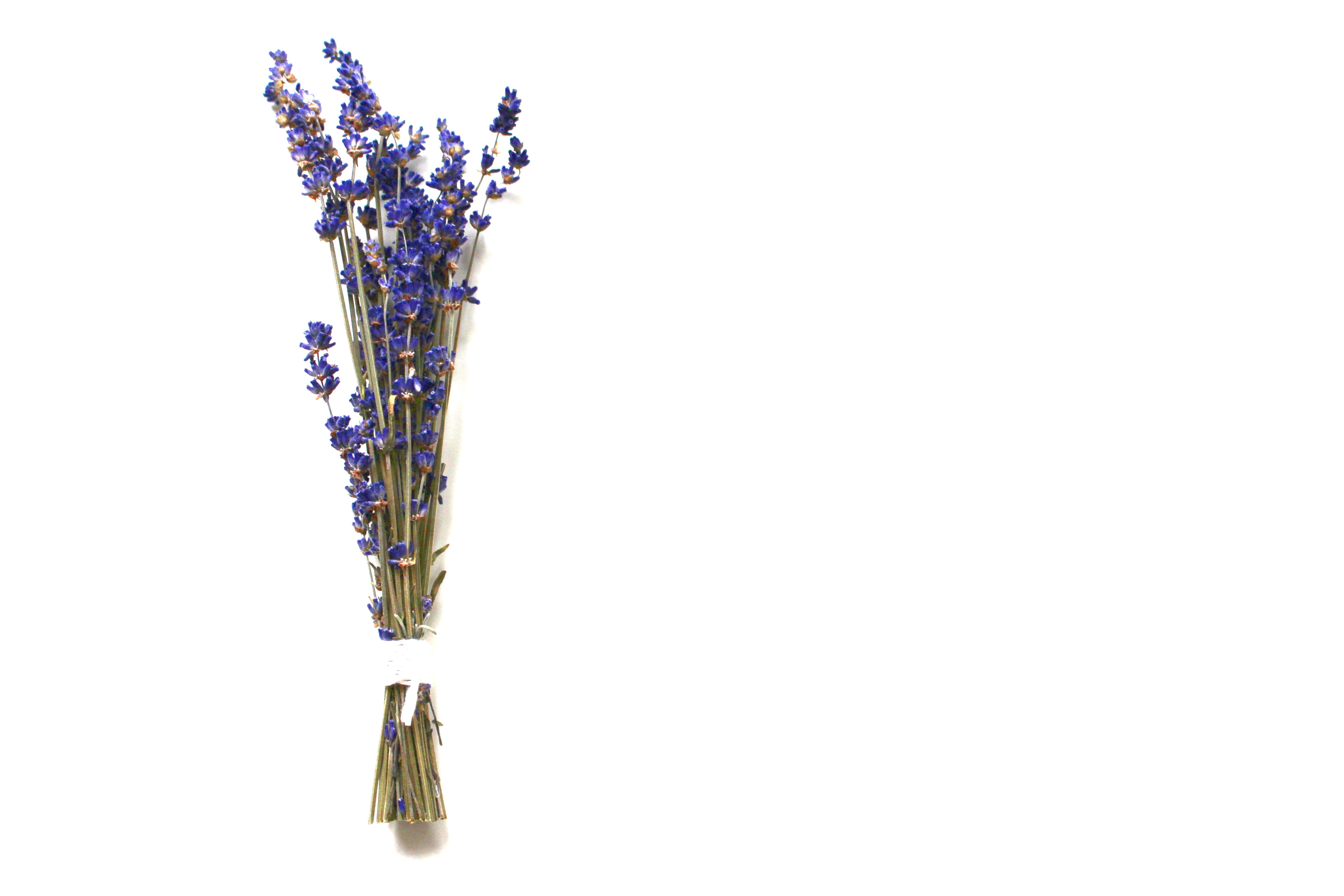 plant, decoration, indoors, bloom, studio shot, lavender flowers, macro, smell, flower purple, violet, still life, flower head, flowering plant, close-up, HD Wallpaper