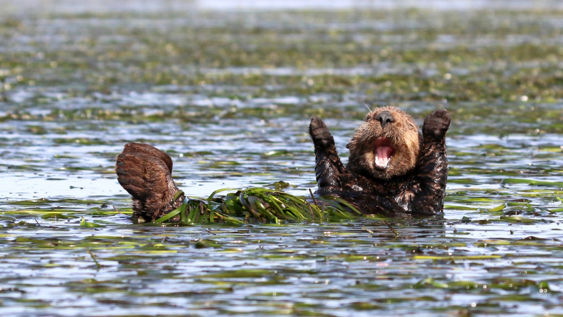 animals, swimming, nature, vertebrate, animals in the wild, bear, wet, outdoors, animal mouth, mouth open, muzzles, animal themes, 1080P, humor, water, HD Wallpaper