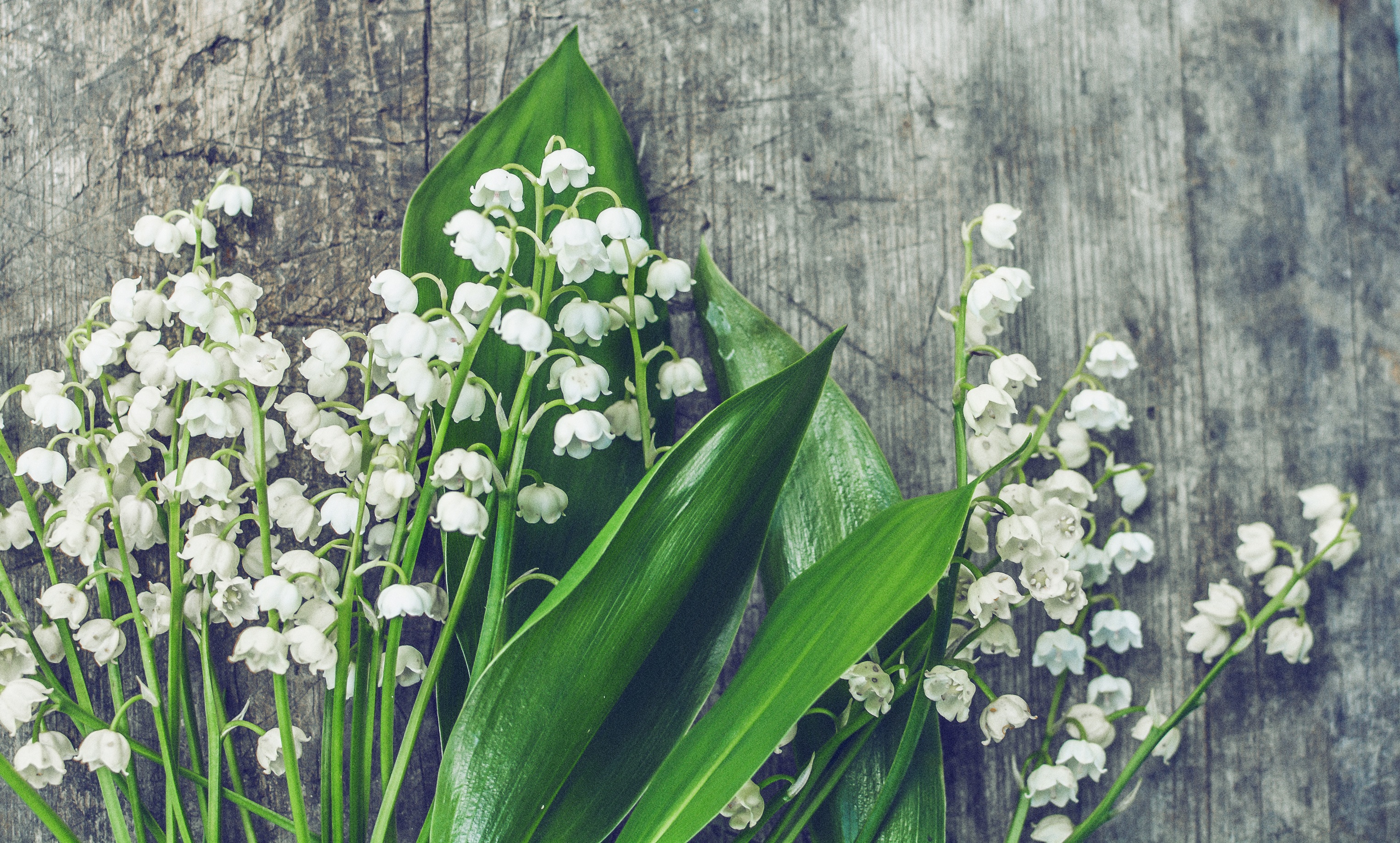 bunch, foliage, green color, decoration, flowering plant, botanic, inflorescence, backgrounds, growth, plant part, springtime, freshness, blossom, gift, HD Wallpaper