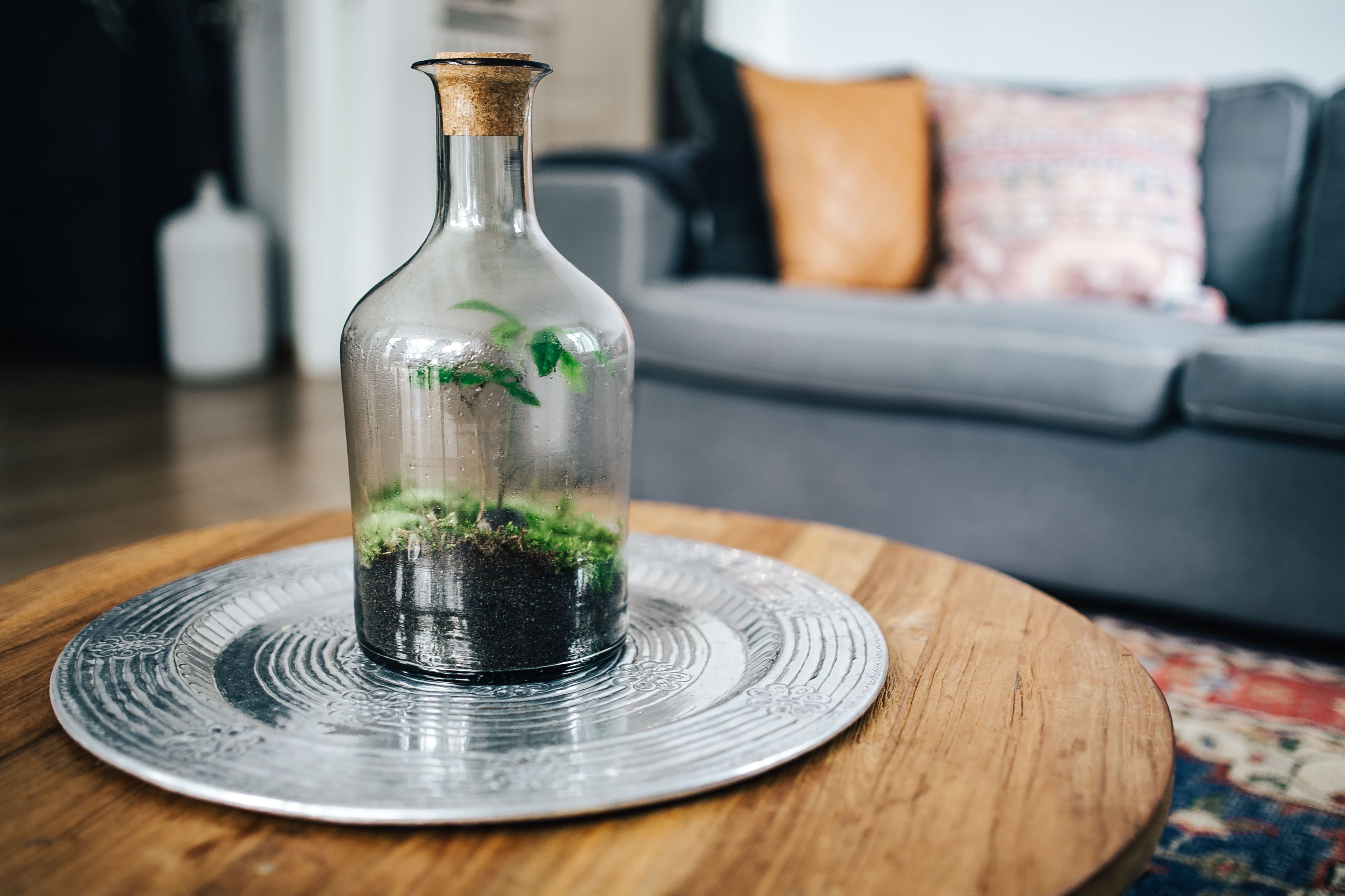 diy, table, nature, indoors, food and drink, still life, tiny, glass, wood - material, garden, selective focus, domestic room, terrarium, clean, no people, HD Wallpaper