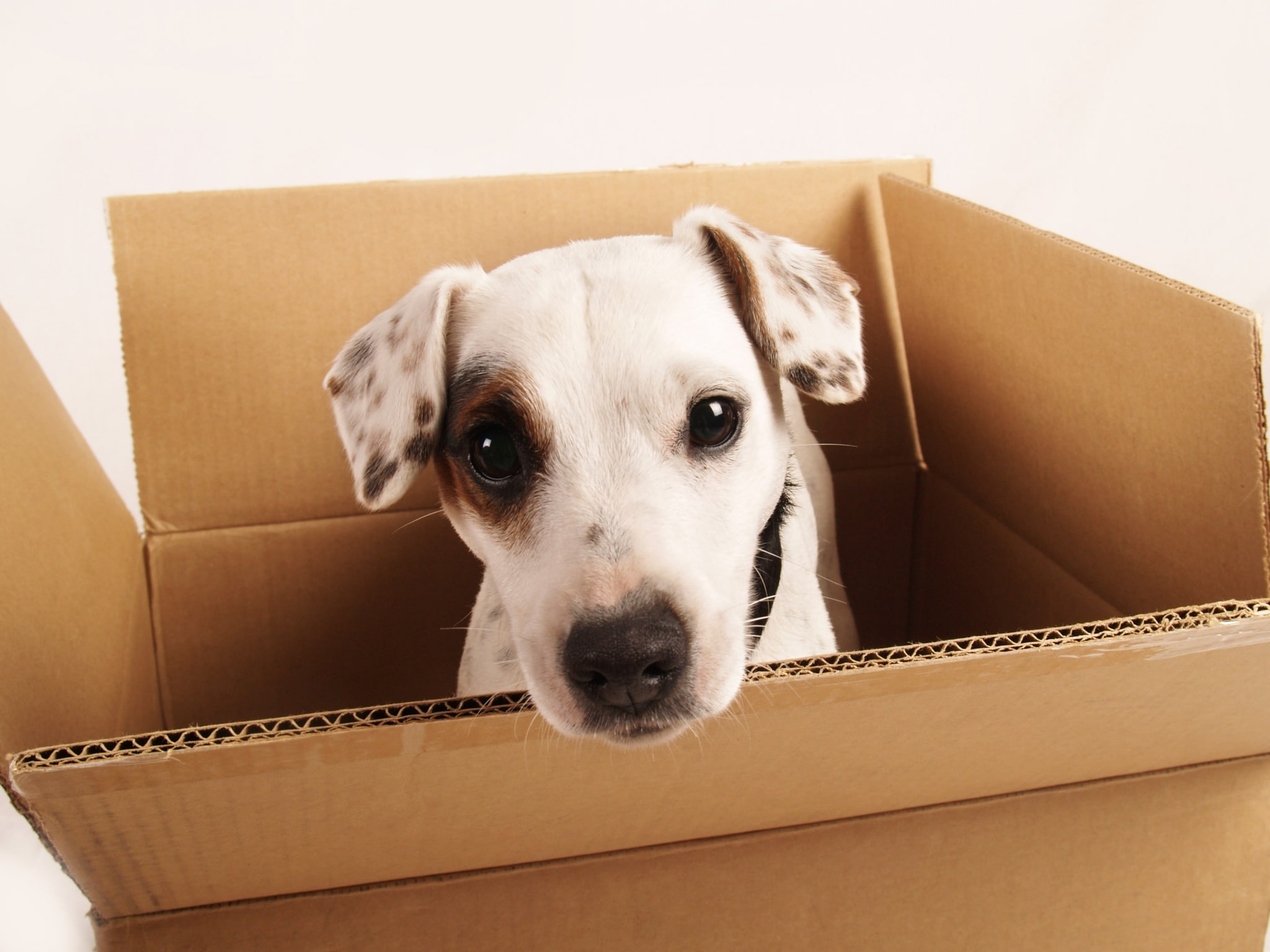 animal, cardboard box, 1080P, portrait, relocation, no people, cardboard, domestic, dog, dog amazing pictures, animal themes, indoors, pets, domestic animals, HD Wallpaper