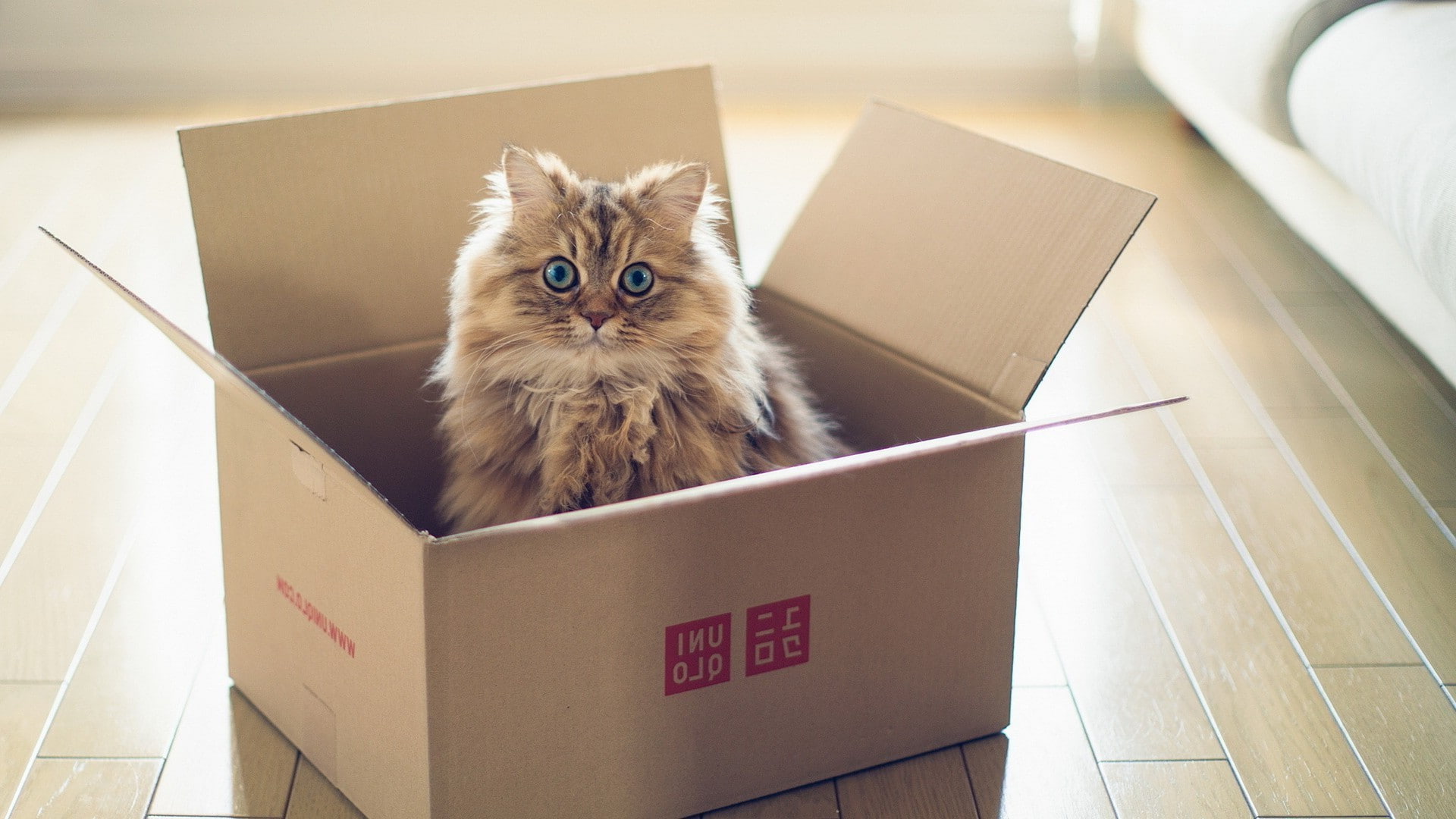 cardboard box, one animal, mammal, portrait, pets, container, box, apartment, whisker, domestic cat, domestic, moving house, cat, 1080P, packing, cardboard, HD Wallpaper
