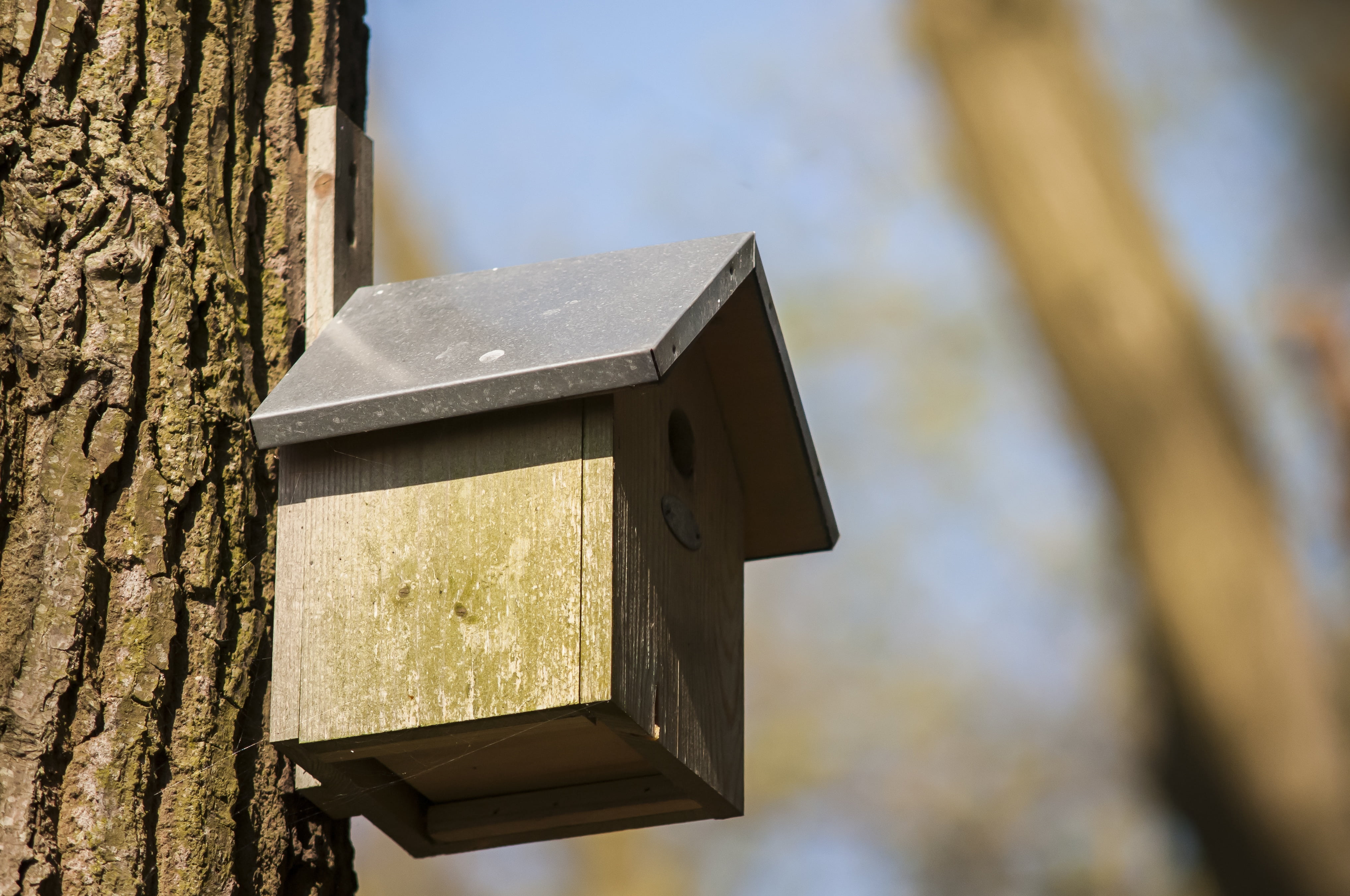 no people, forest, built structure, 4K, nest box, nature, sunlight, tree, move, building exterior, lighting equipment, architecture, mailbox, wood - material, HD Wallpaper