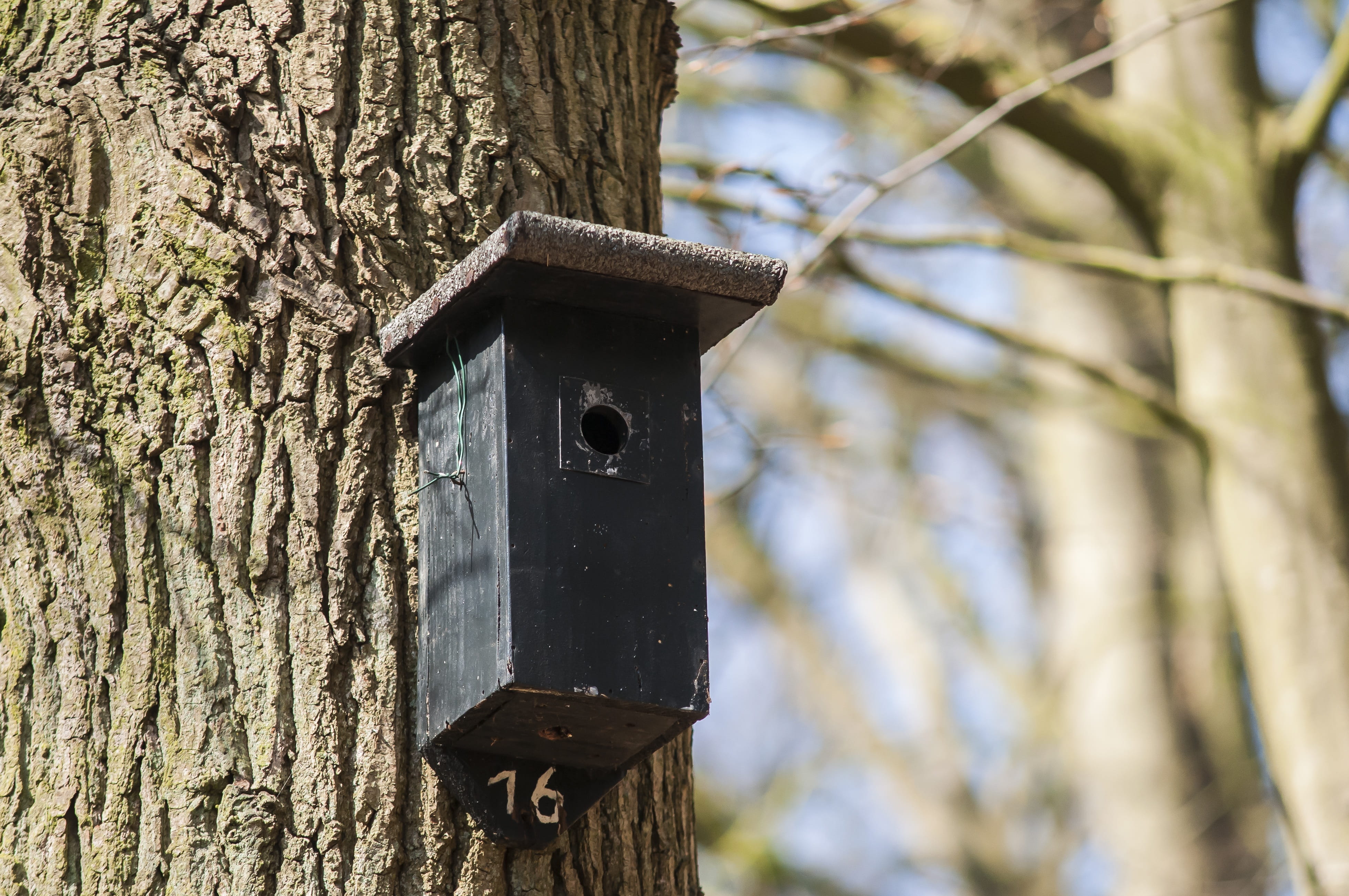 growth, house, tree, safety, nature, outdoors, Nest Box, focus on foreground, wood - material, protection, plant, security, nest, move, close-up, house number, HD Wallpaper