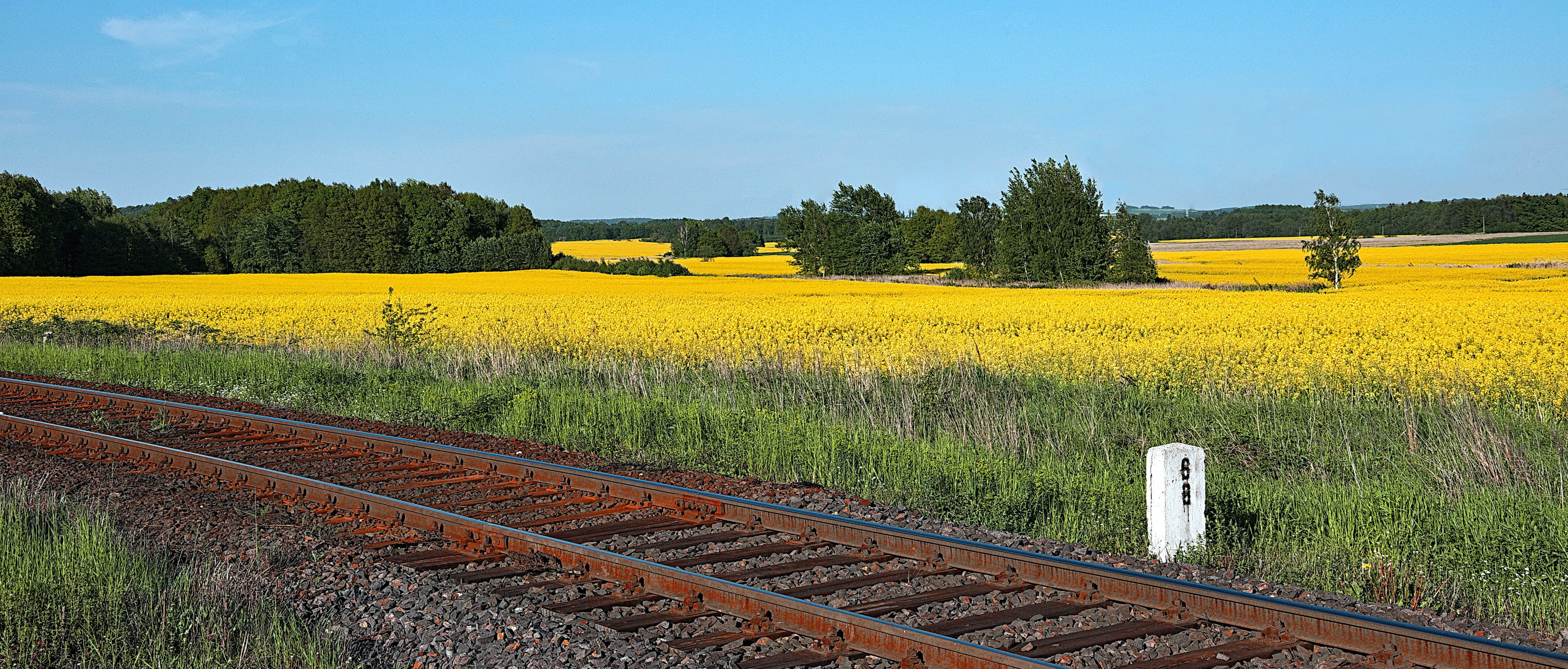 land, no people, rural scene, railway transport, tree, transportation, environment, biofuels, Energy, forest, panorama, nature, Rapeseed, transport, 4K, HD Wallpaper