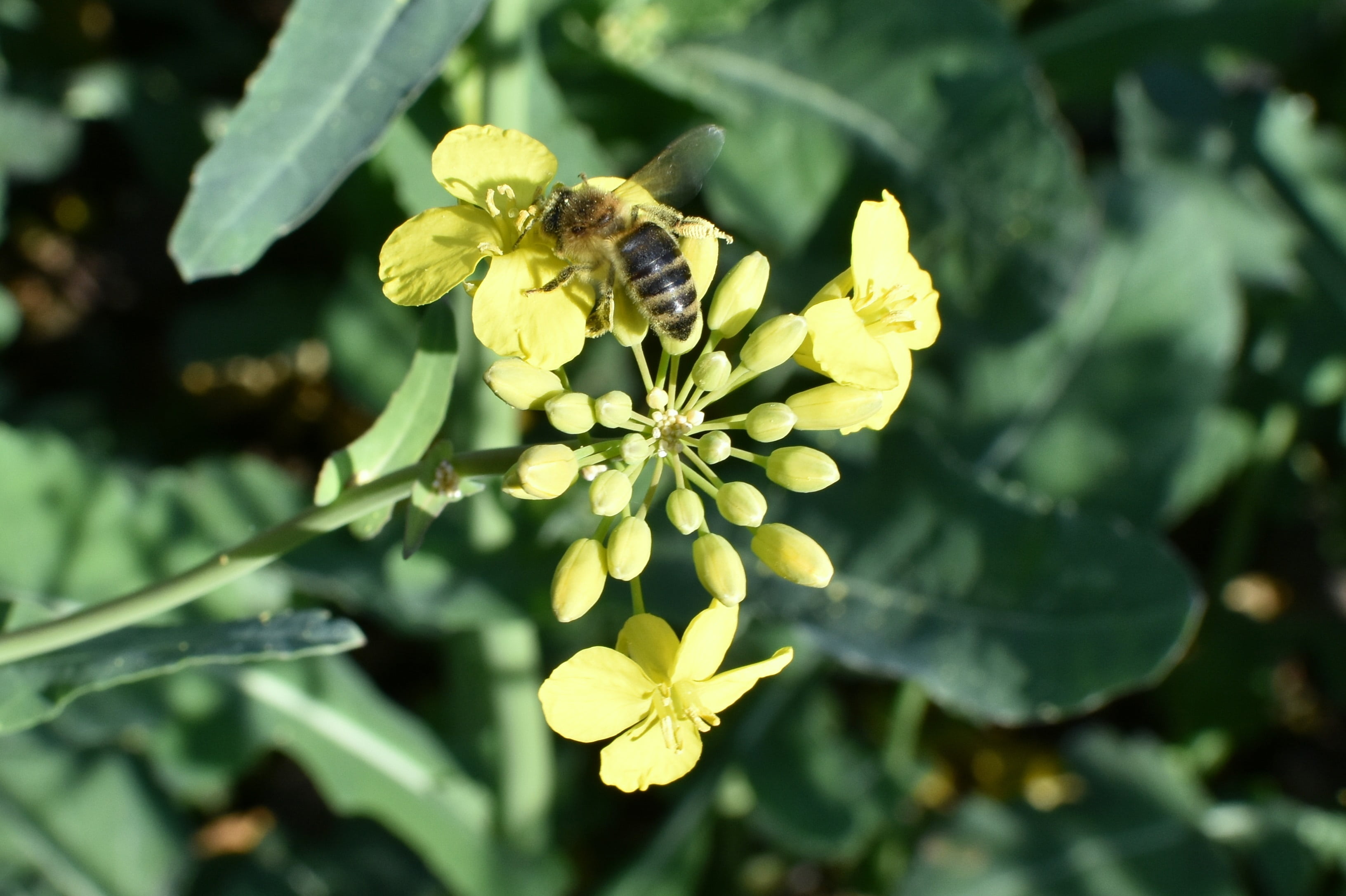 nectar, beauty in nature, flower, the bees at work, outdoors, sunny, vulnerability, biofuel, pollination, nature, close-up, one animal, work, oil, flowering, HD Wallpaper